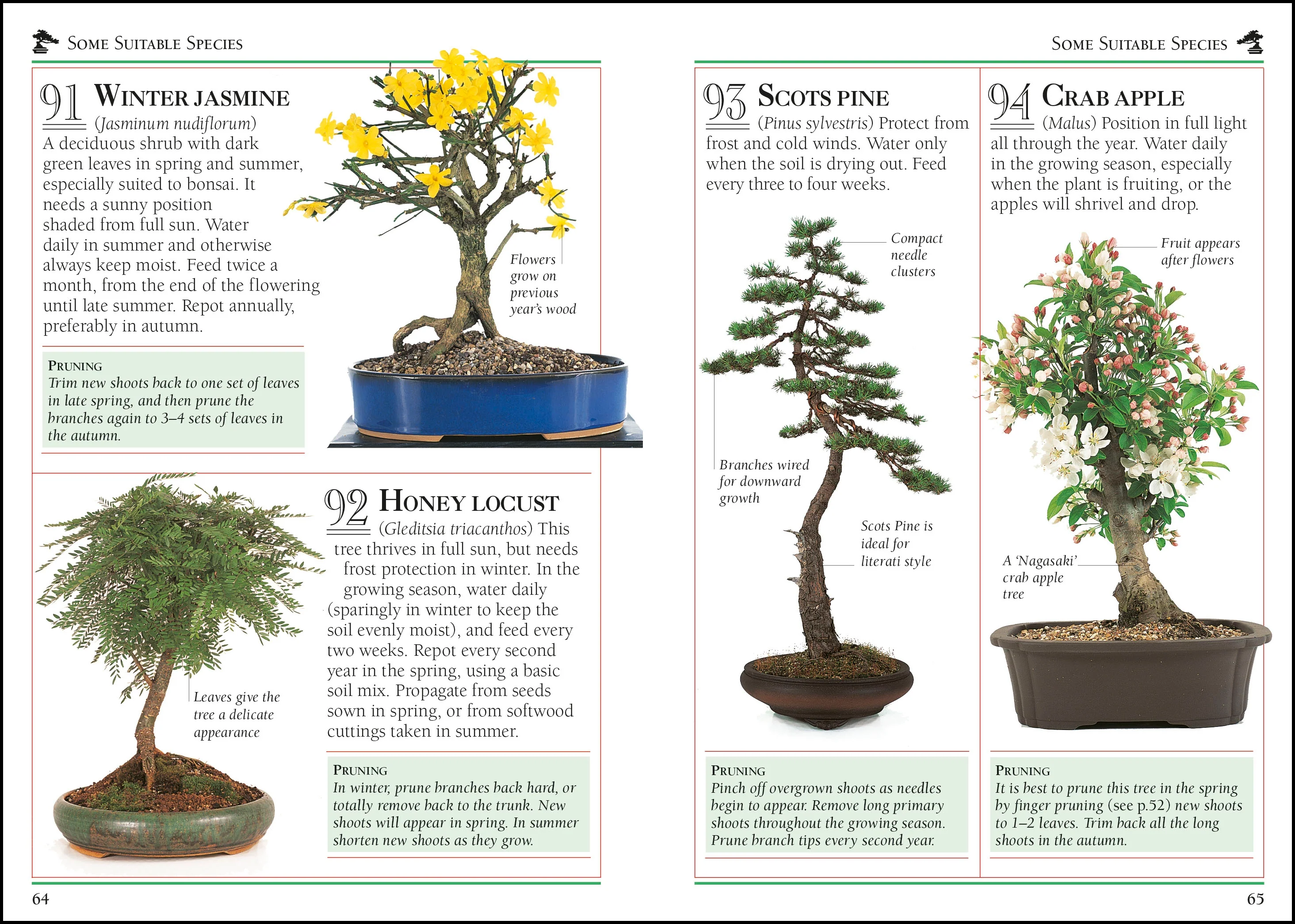 101 Essential Tips Bonsai - Image 3