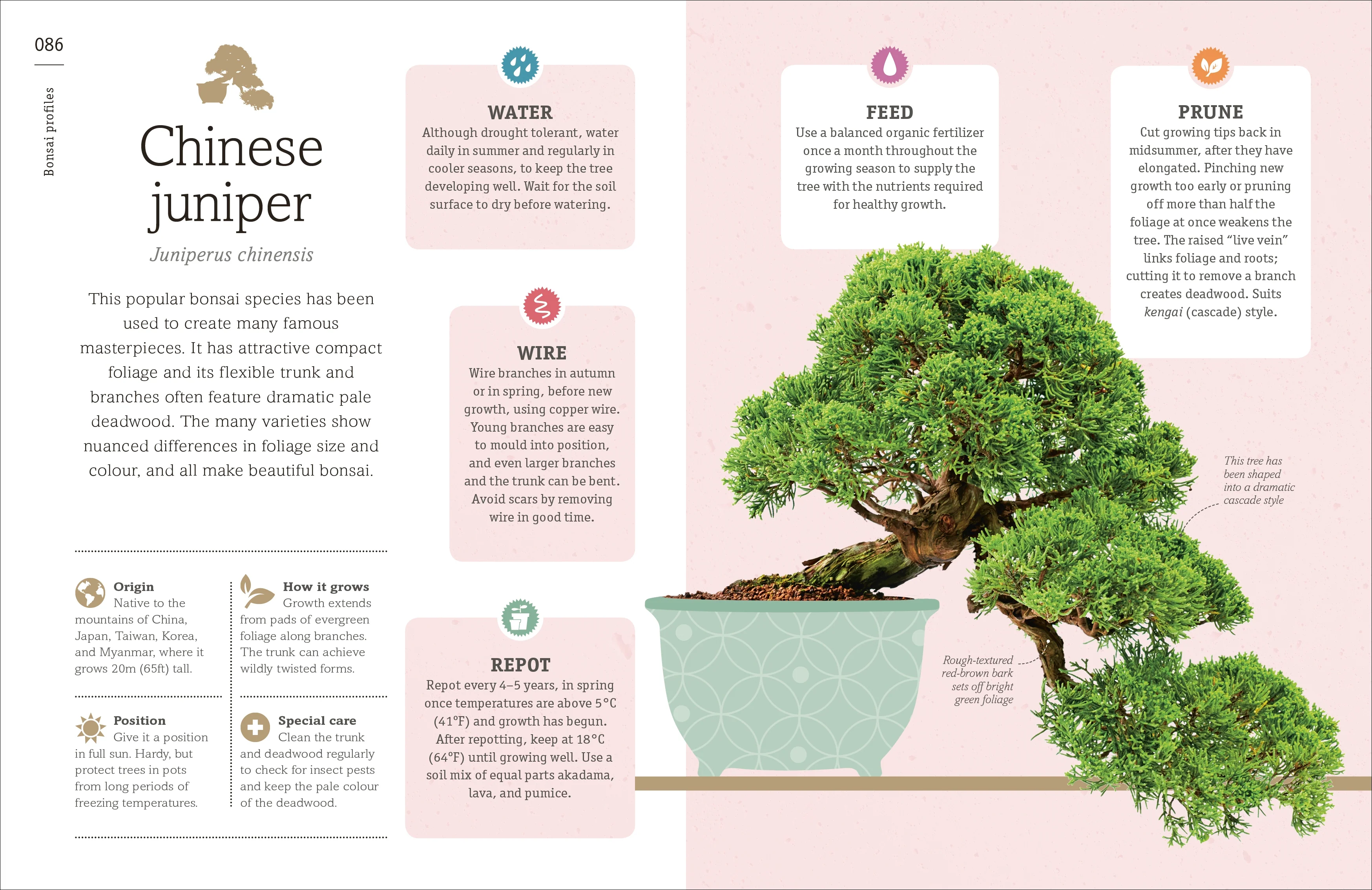 Happy Bonsai - Image 4
