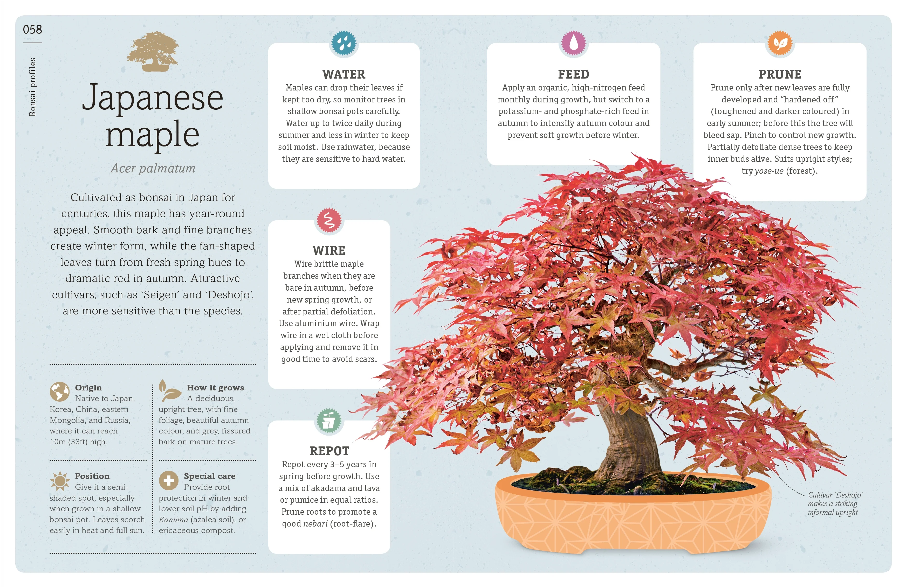 Happy Bonsai - Image 5