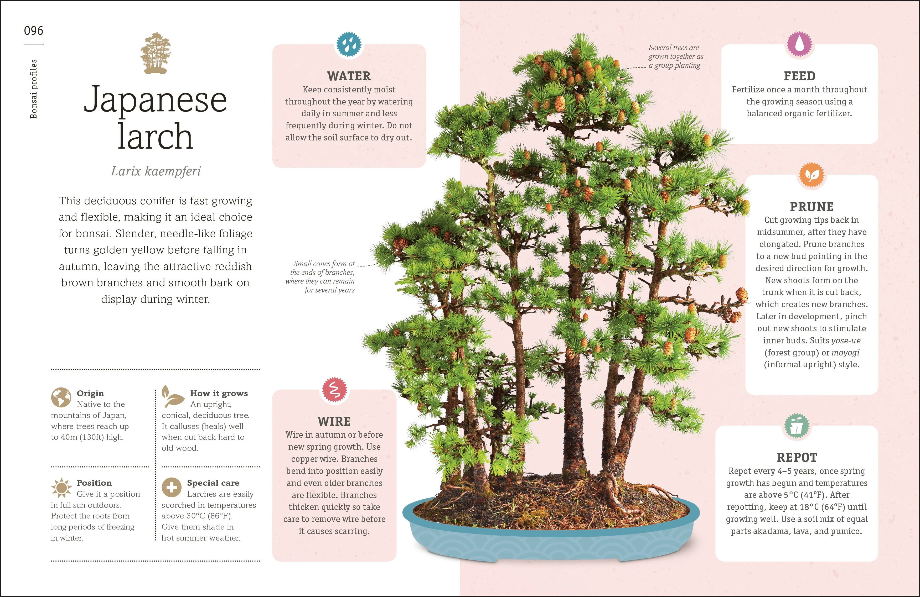 Happy Bonsai - Image 7