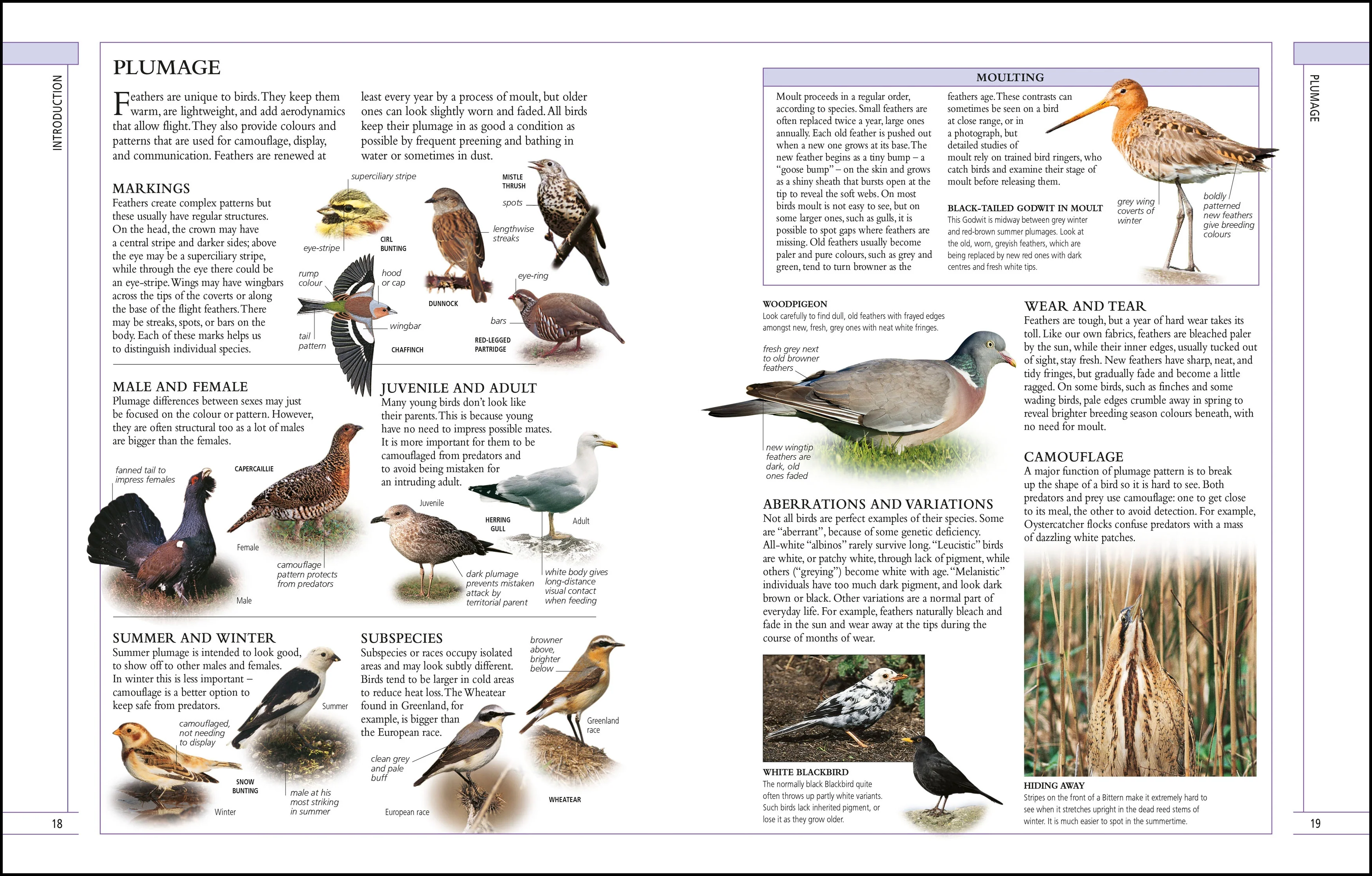 RSPB Complete Birds of Britain and Europe - Image 2