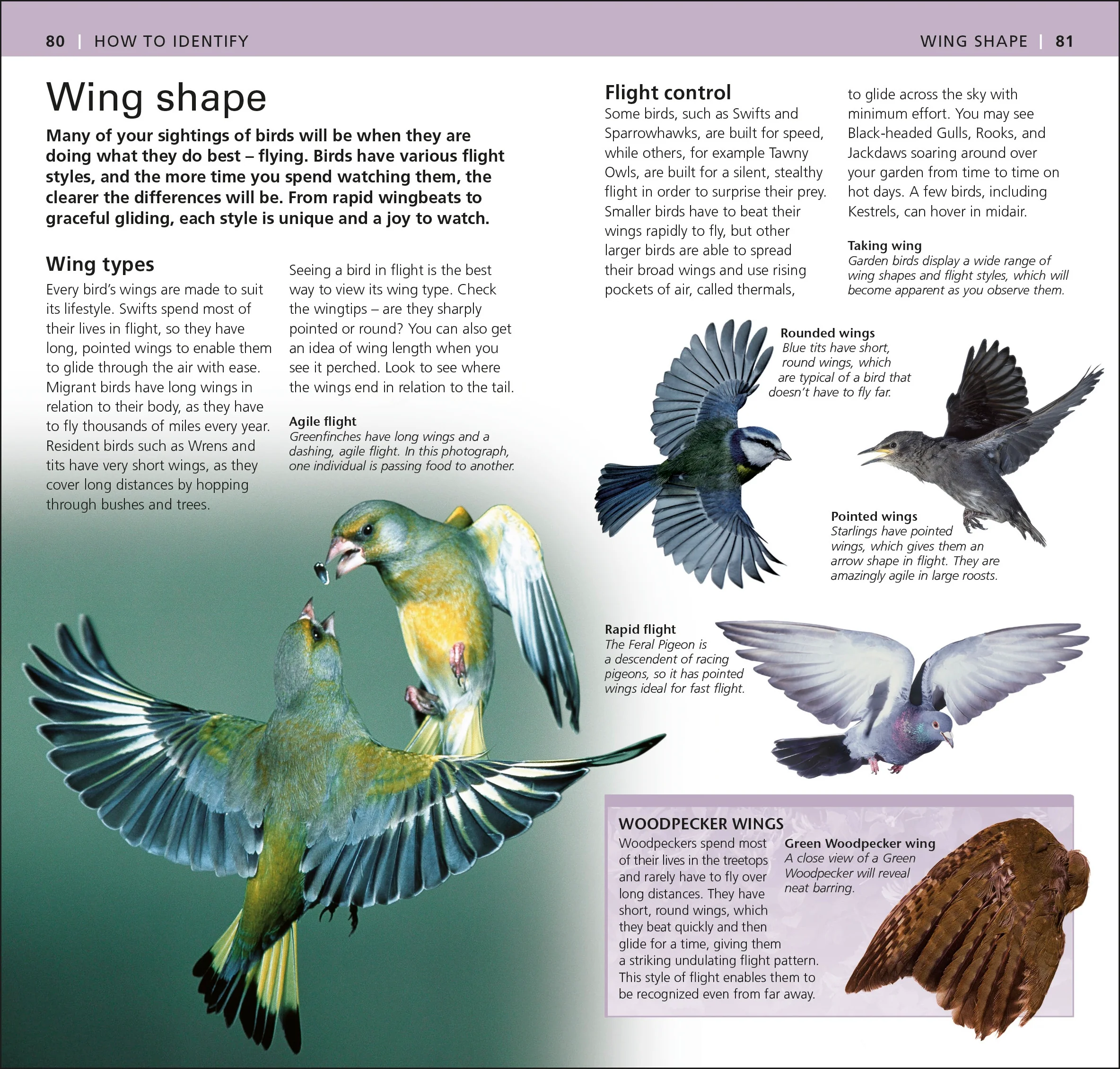RSPB Pocket Garden Birdwatch - Image 3