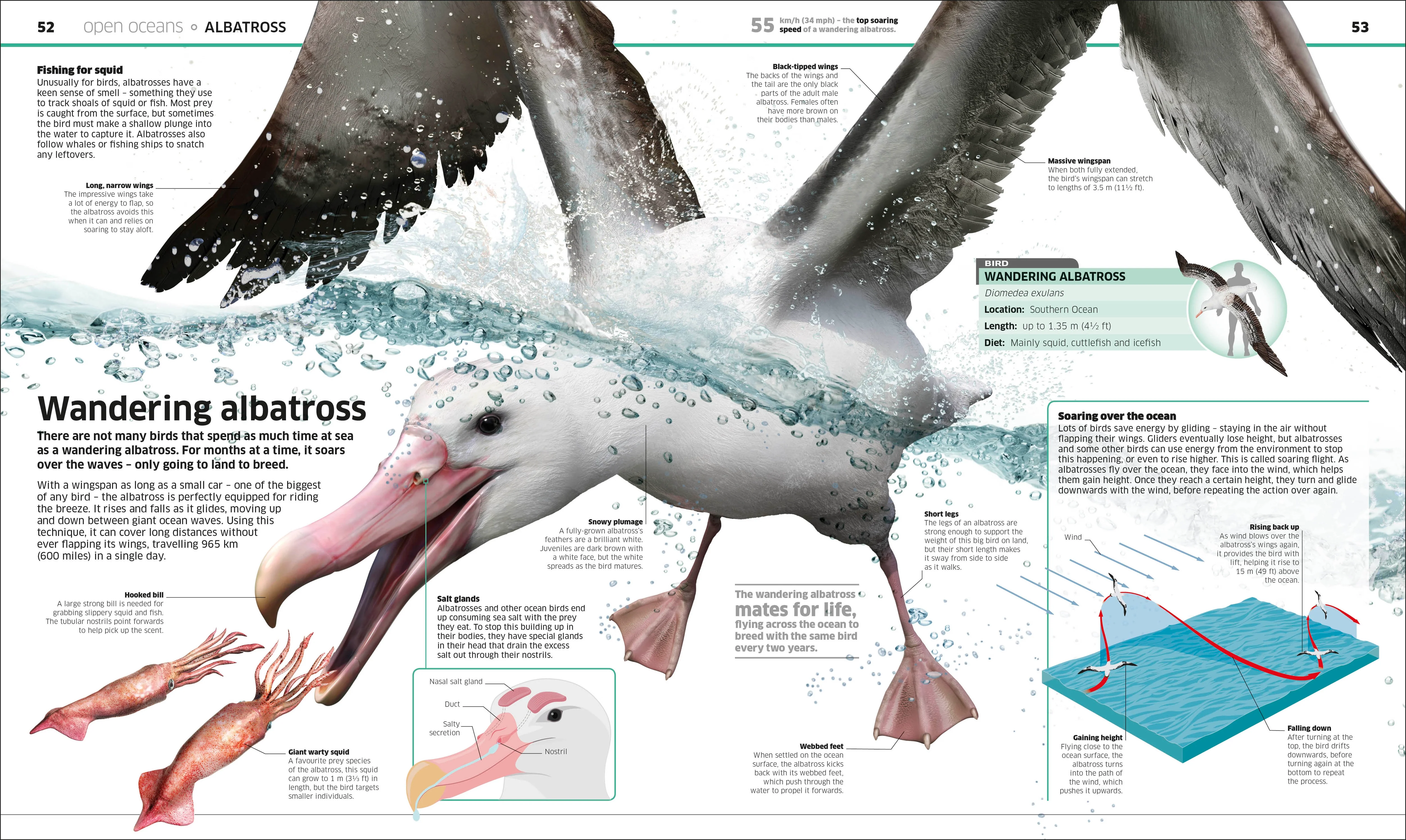 Knowledge Encyclopedia Ocean! - Image 3