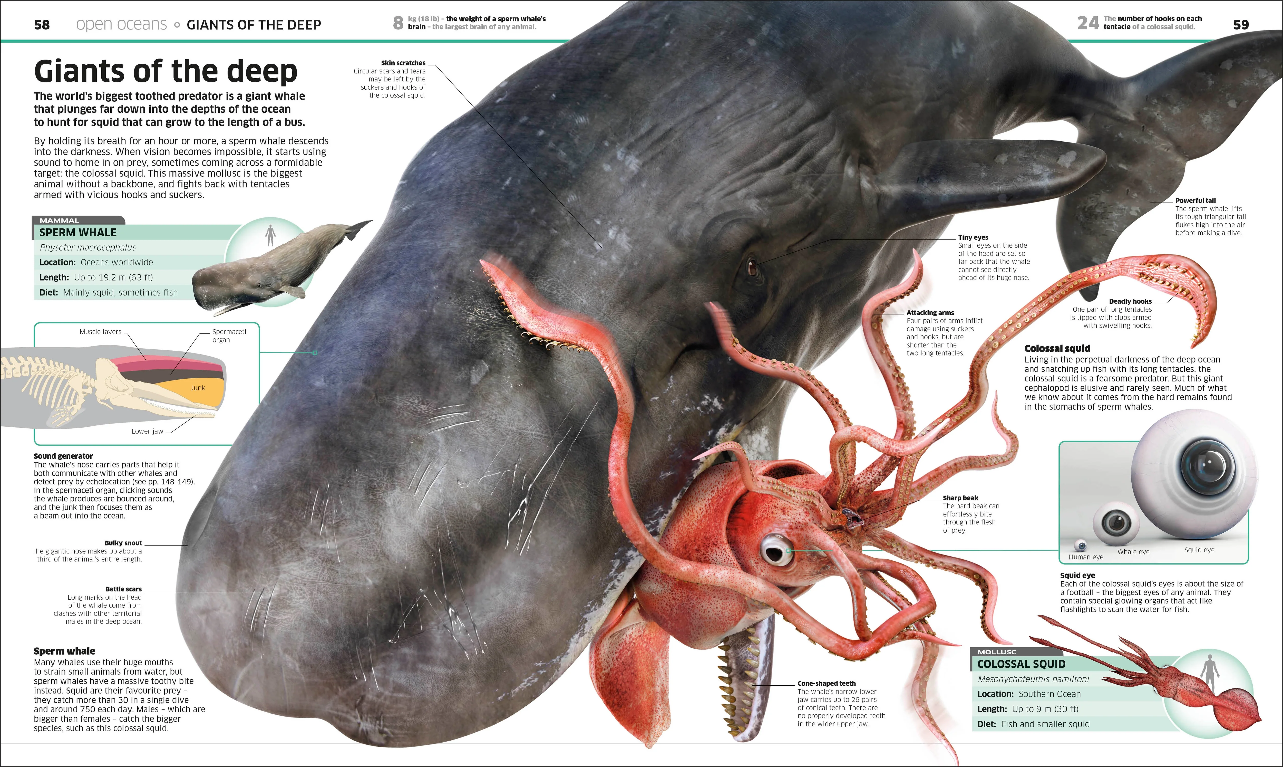 Knowledge Encyclopedia Ocean! - Image 4