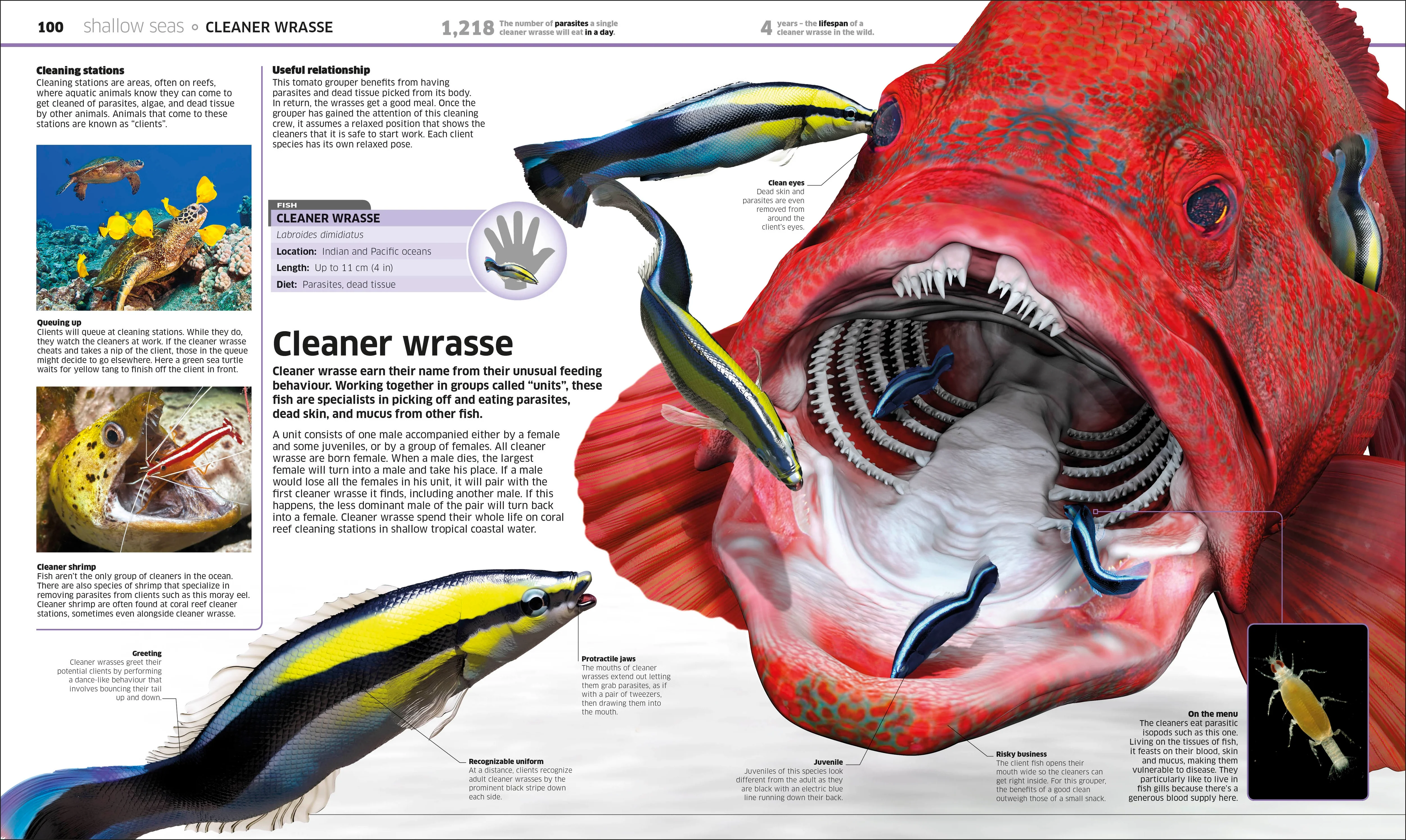 Knowledge Encyclopedia Ocean! - Image 5