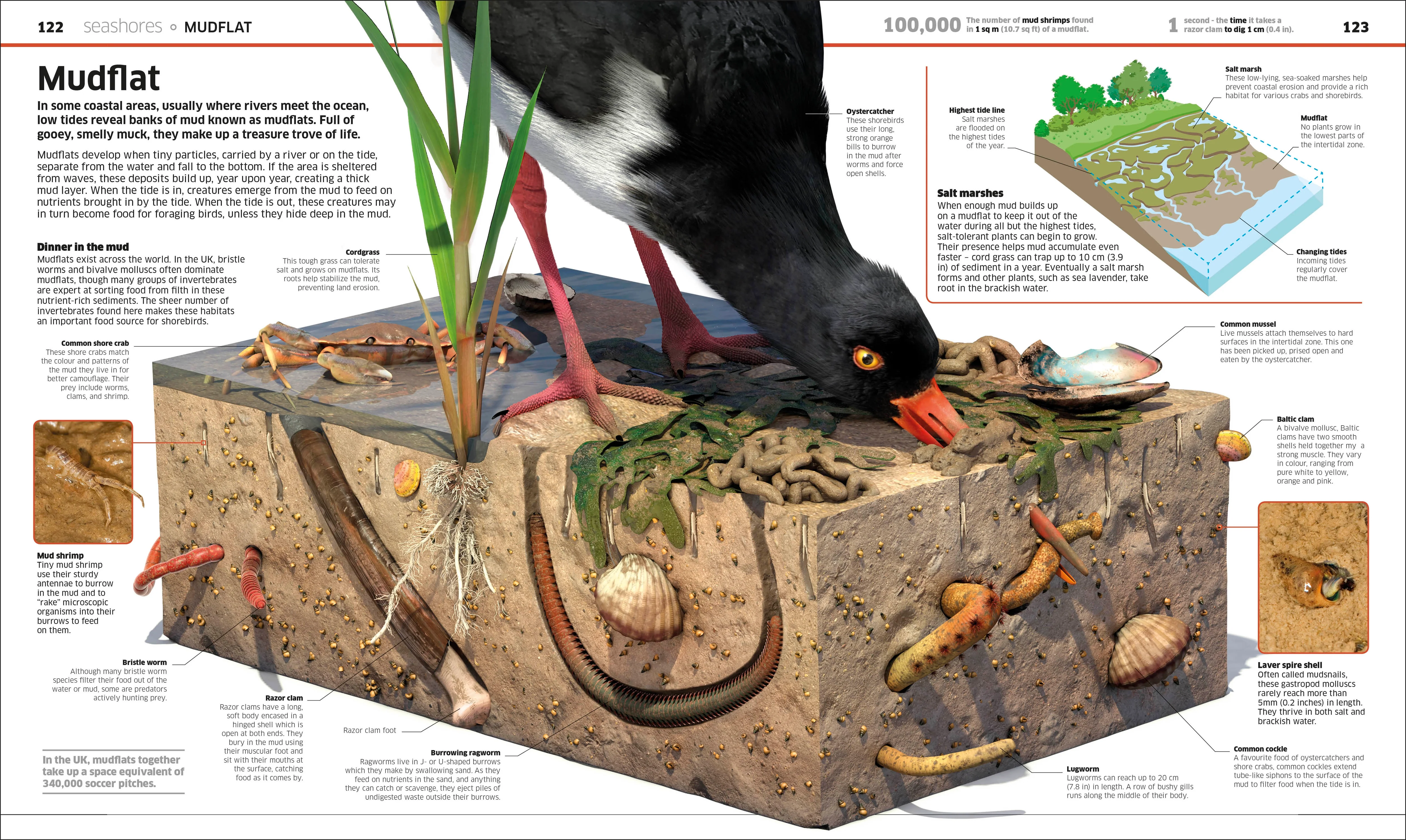 Knowledge Encyclopedia Ocean! - Image 6
