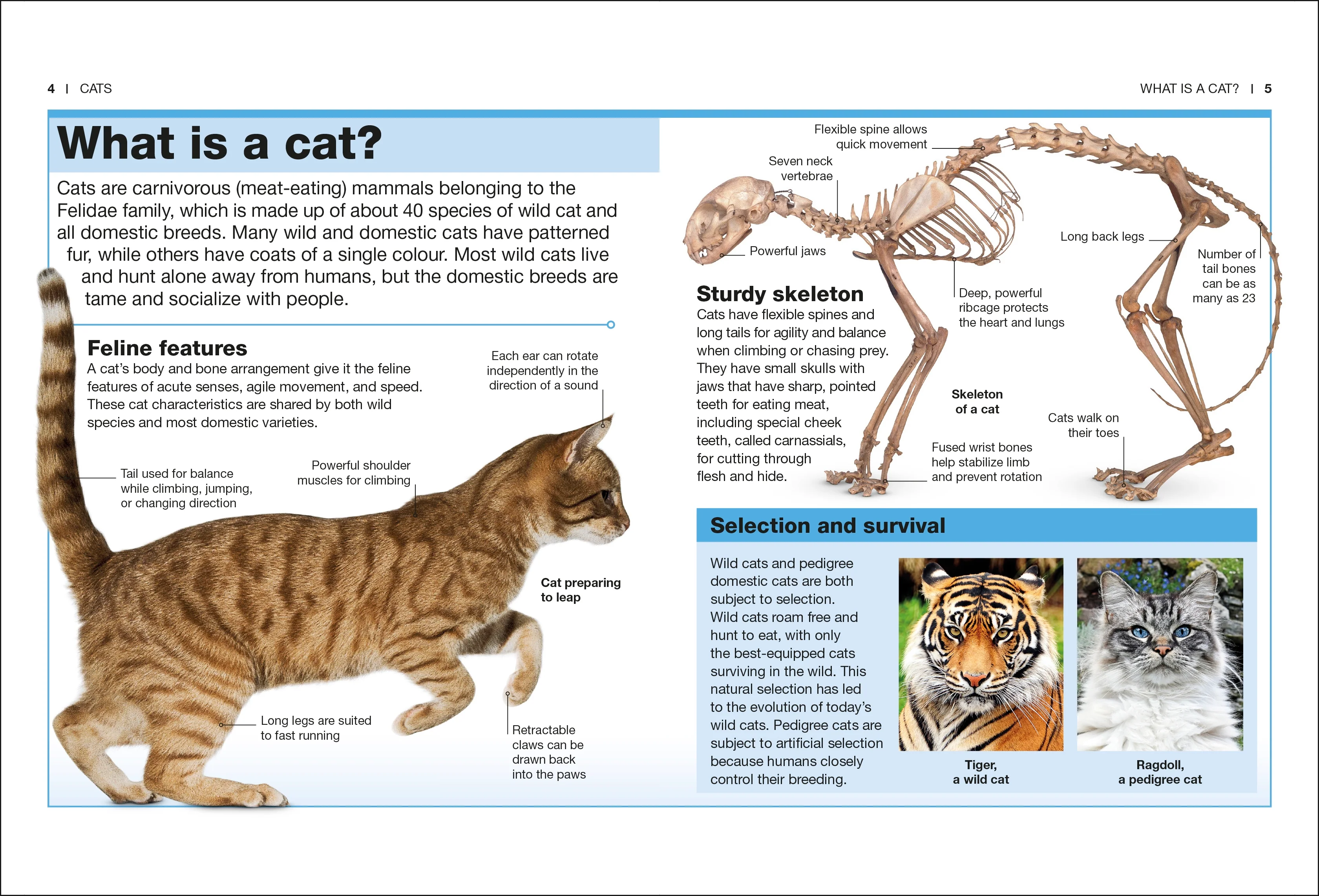 Cats - Image 2