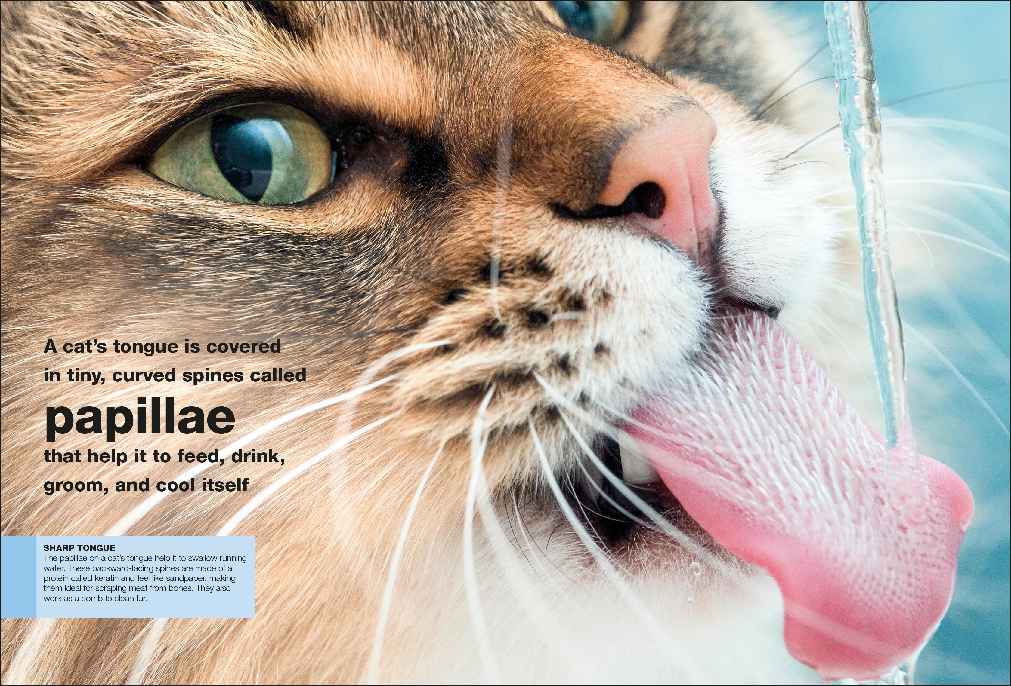 Cats - Image 3