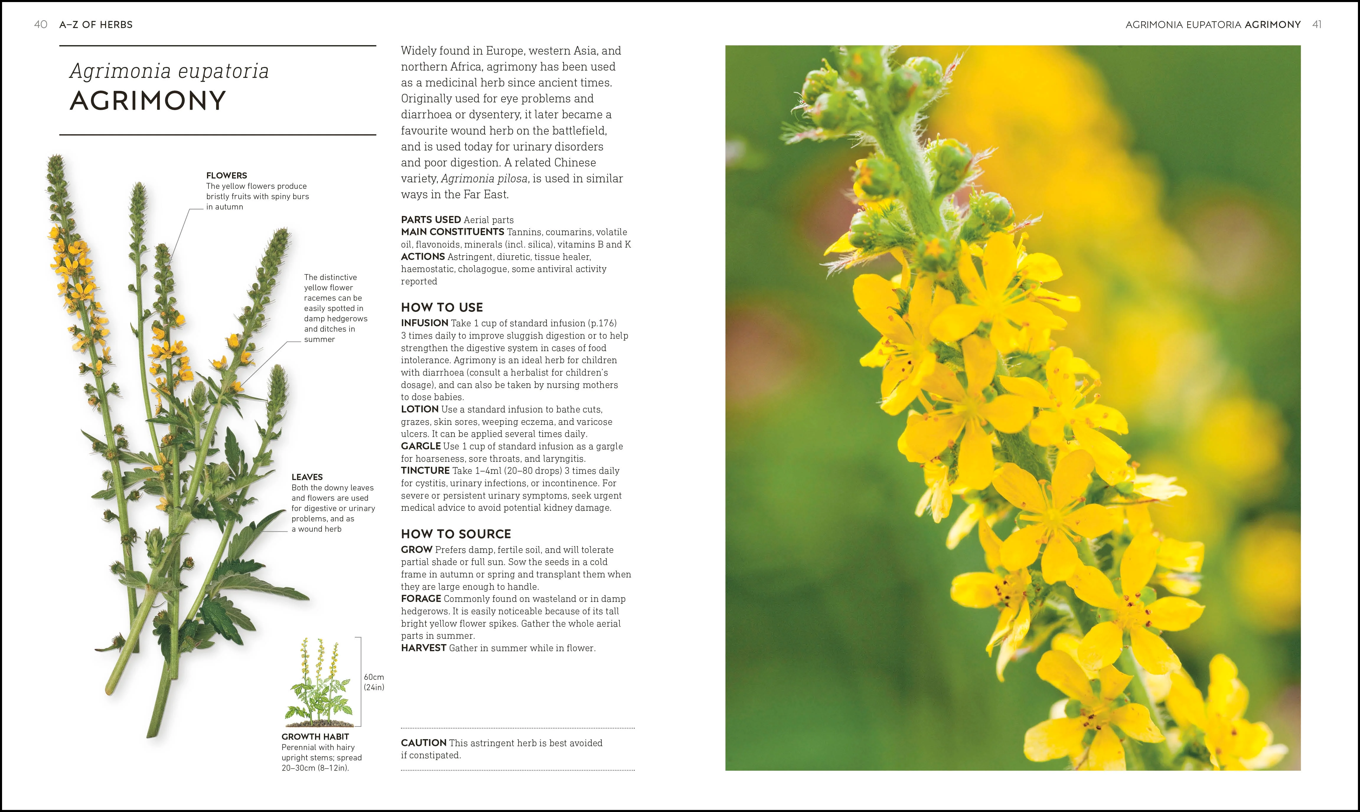 Neal's Yard Remedies Healing Herbs - Image 3