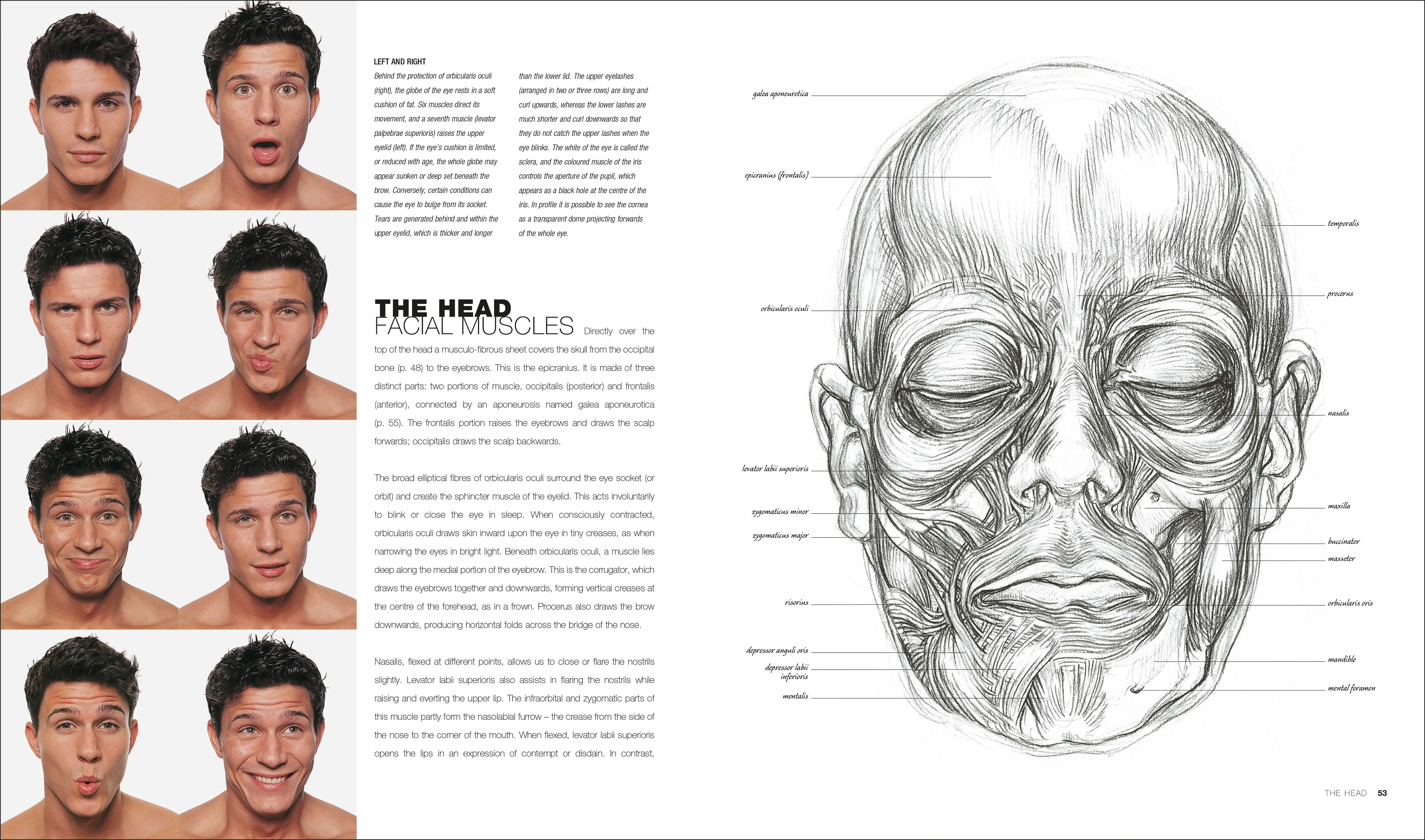 Anatomy for the Artist - Image 3