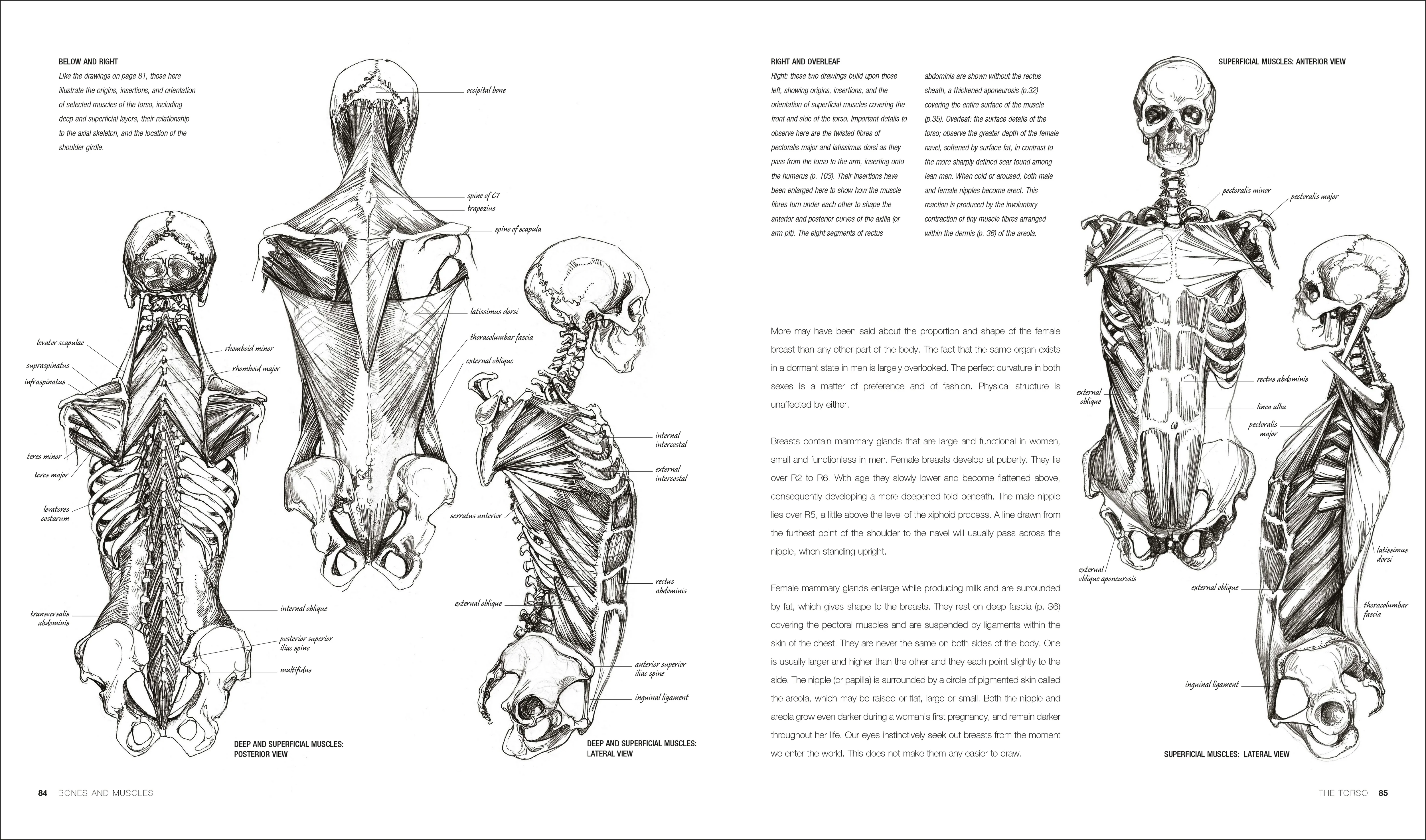 Anatomy for the Artist - Image 4