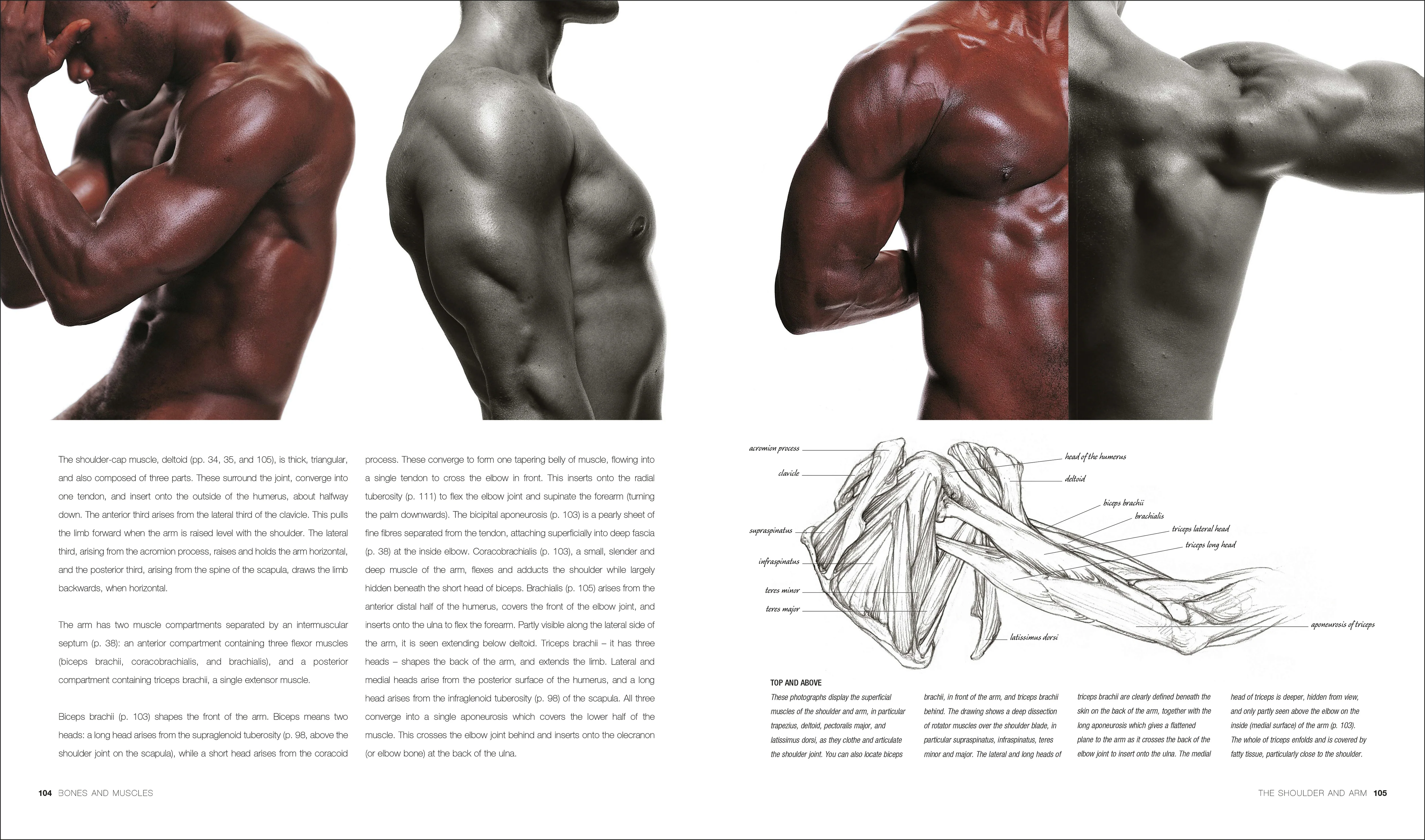 Anatomy for the Artist - Image 5