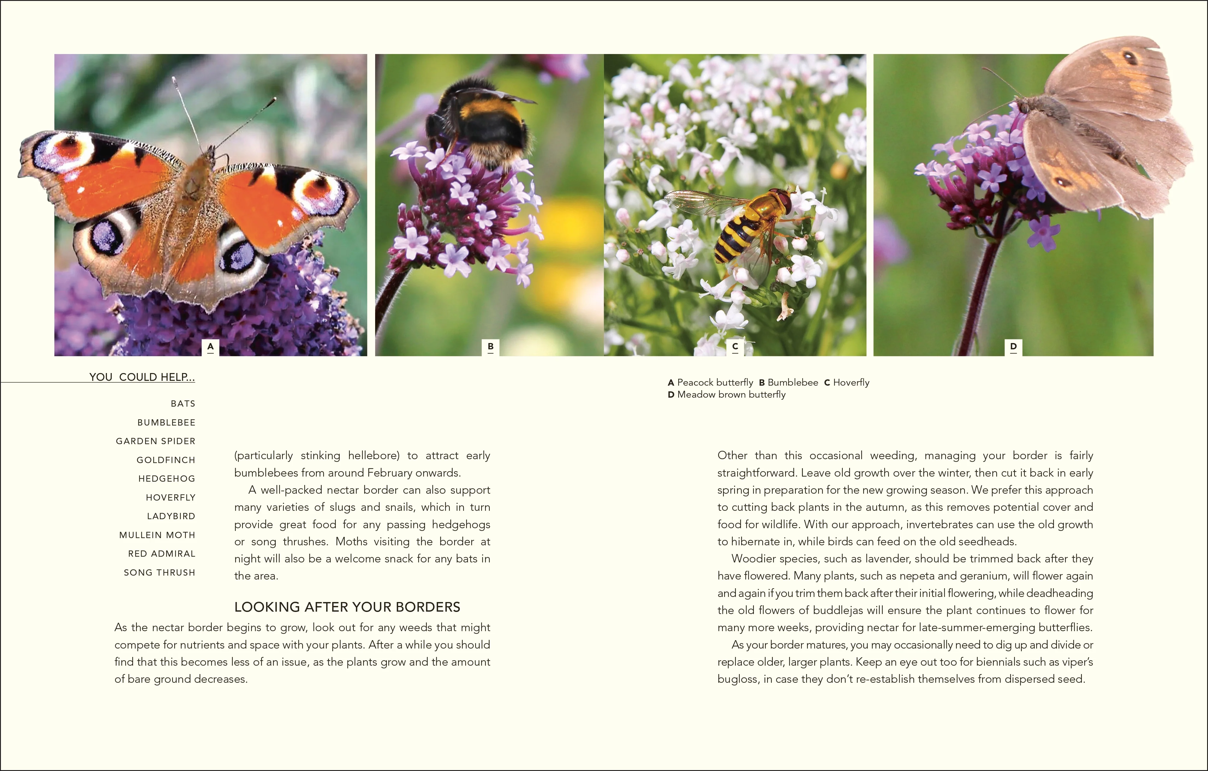 Wild Your Garden - Image 3