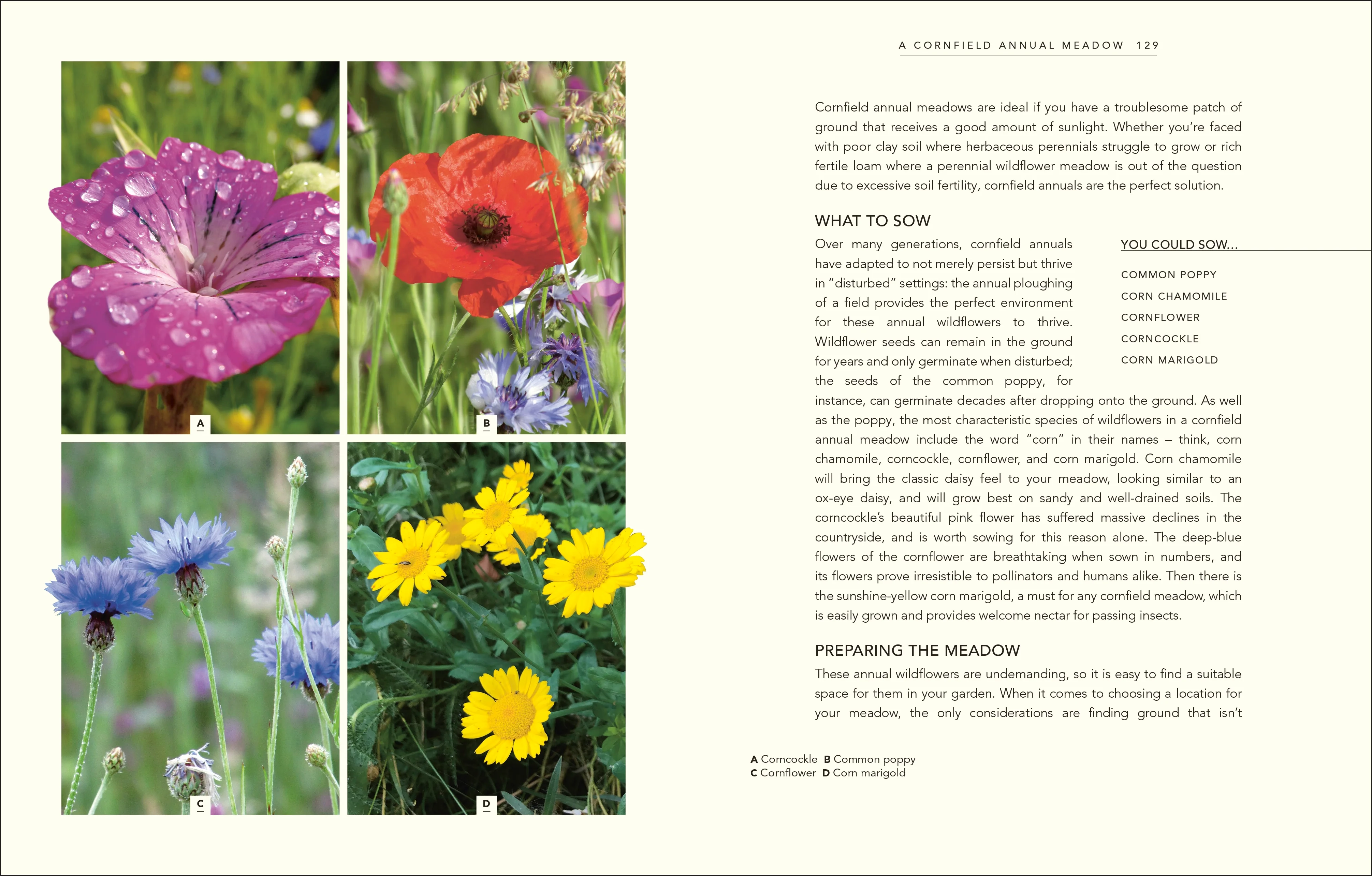 Wild Your Garden - Image 4