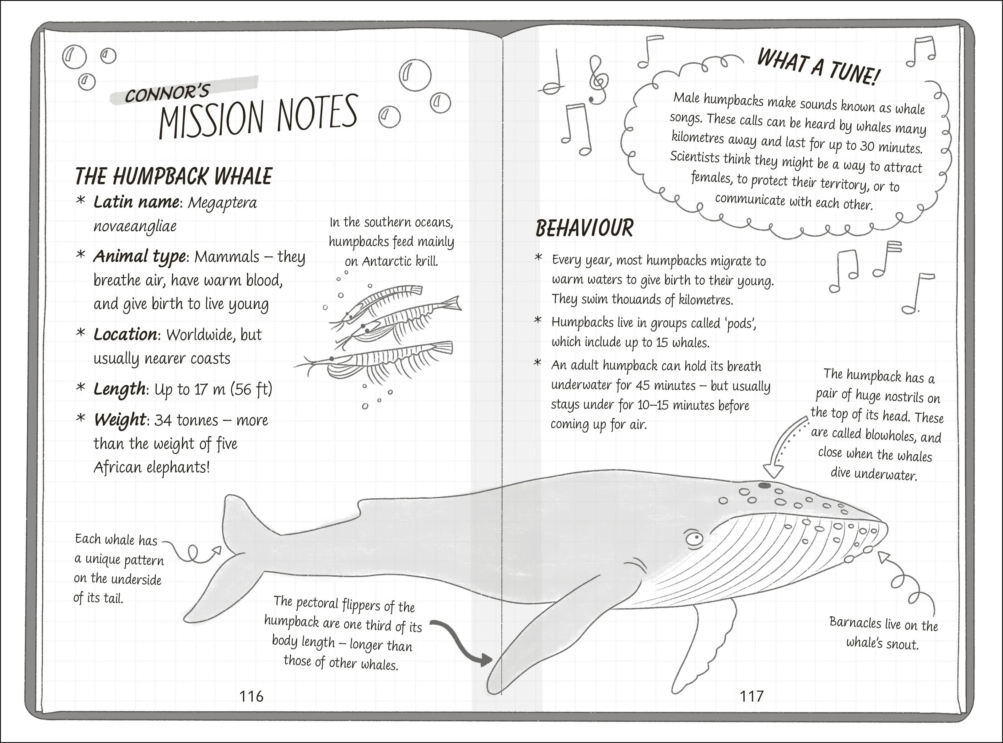 The Secret Explorers and the Lost Whales - Image 2