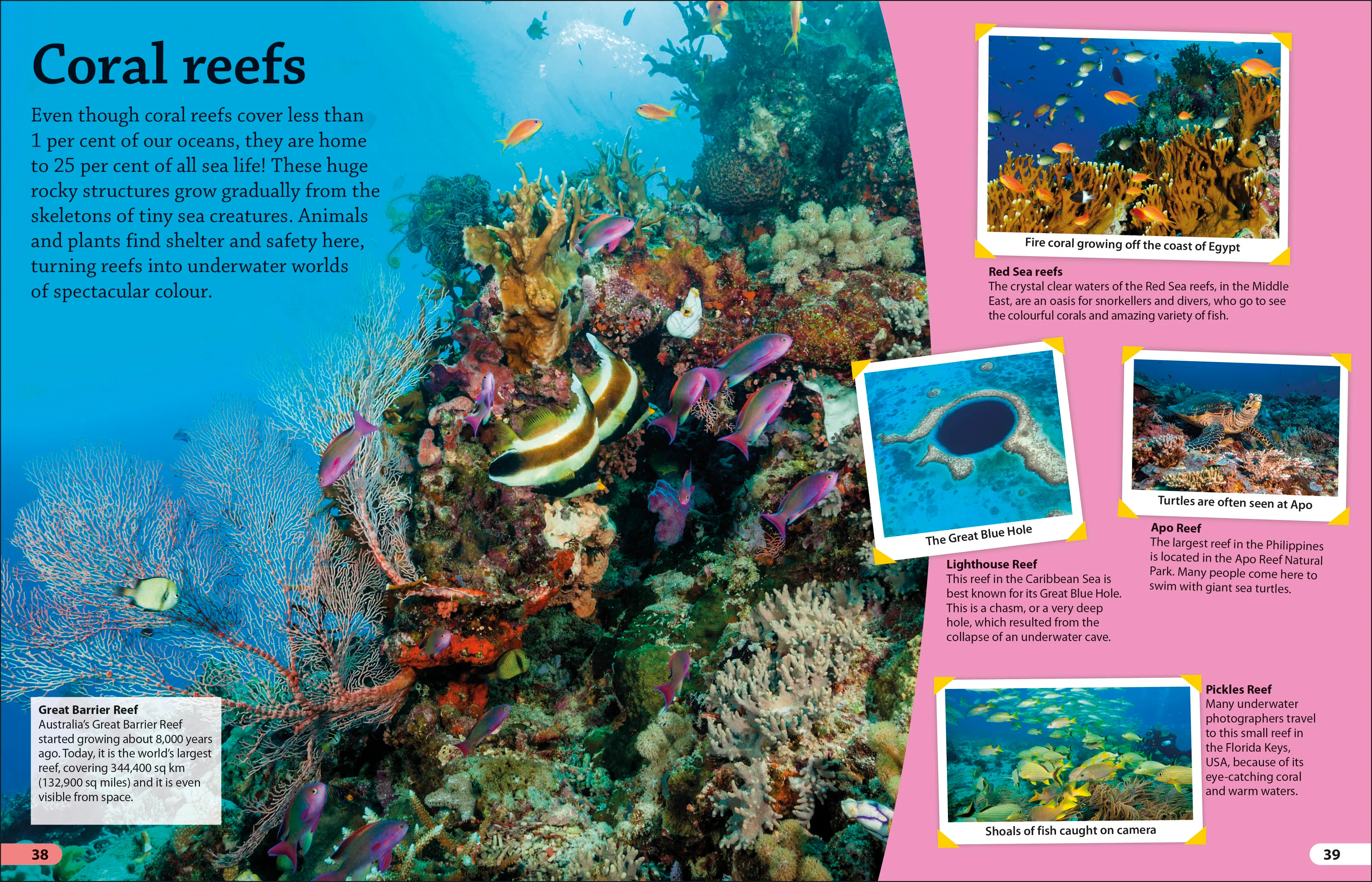 DKfindout! Oceans - Image 4