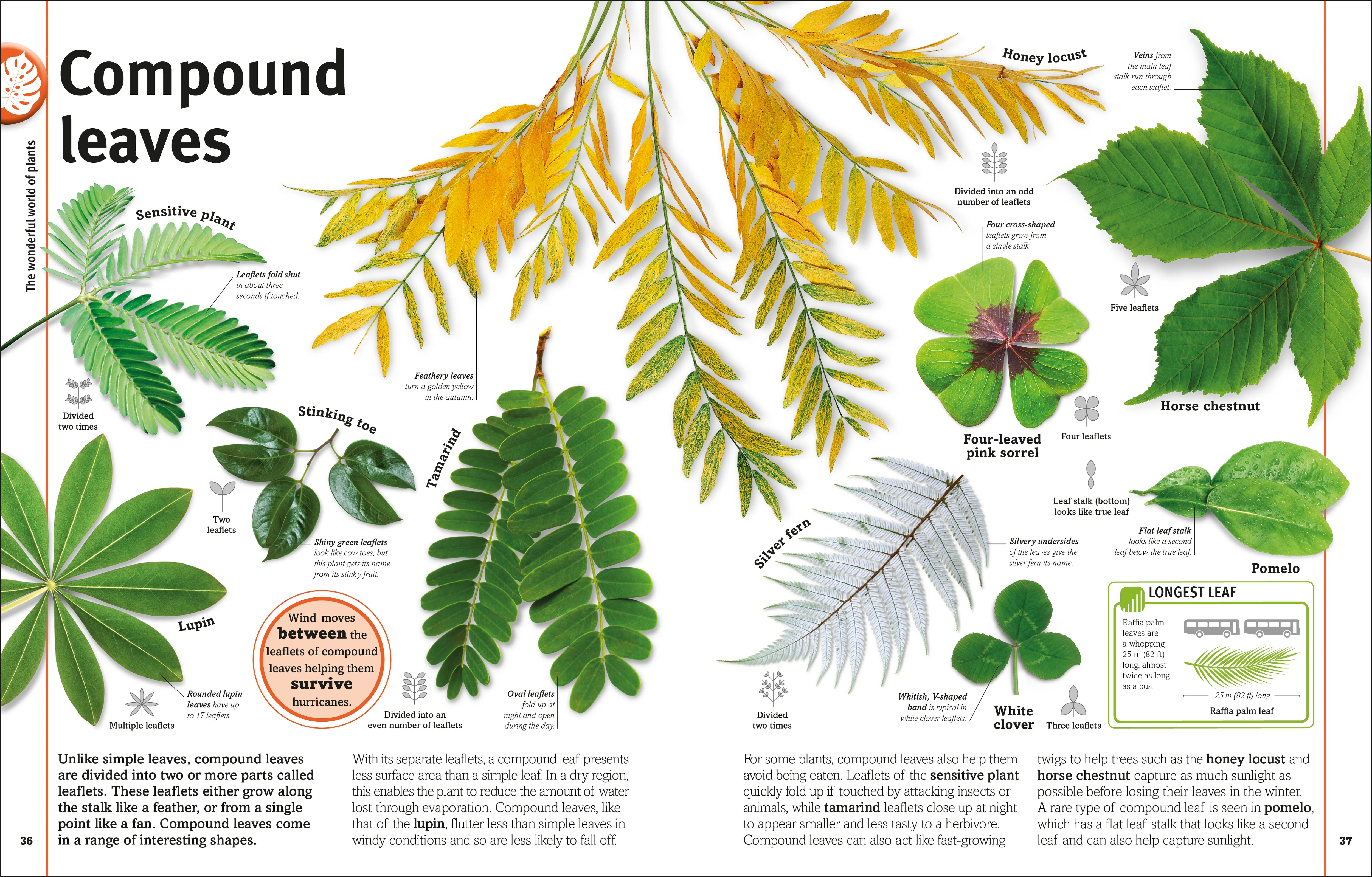 Our World in Pictures: Trees, Leaves, Flowers & Seeds - Image 2
