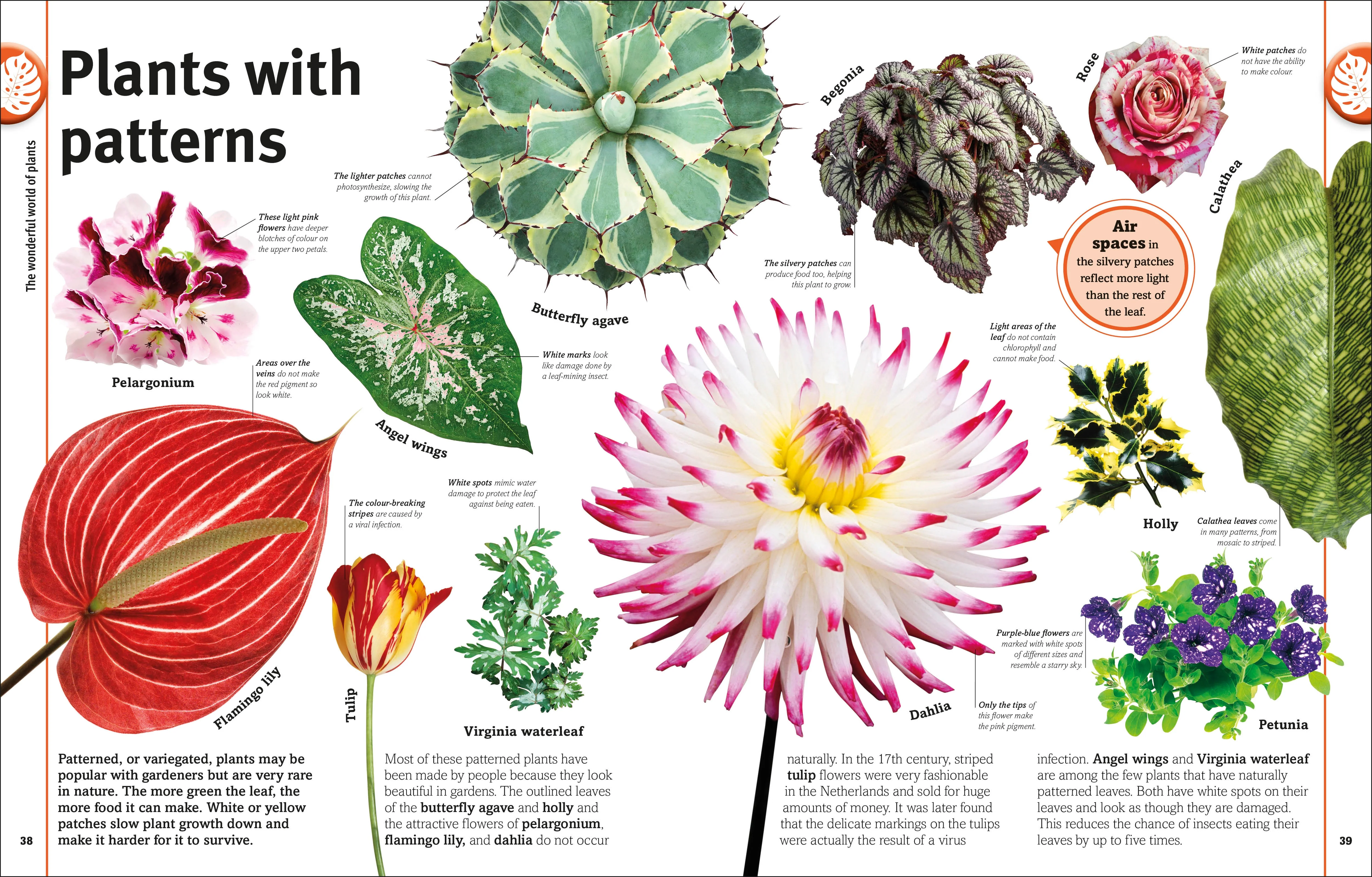 Our World in Pictures: Trees, Leaves, Flowers & Seeds - Image 3