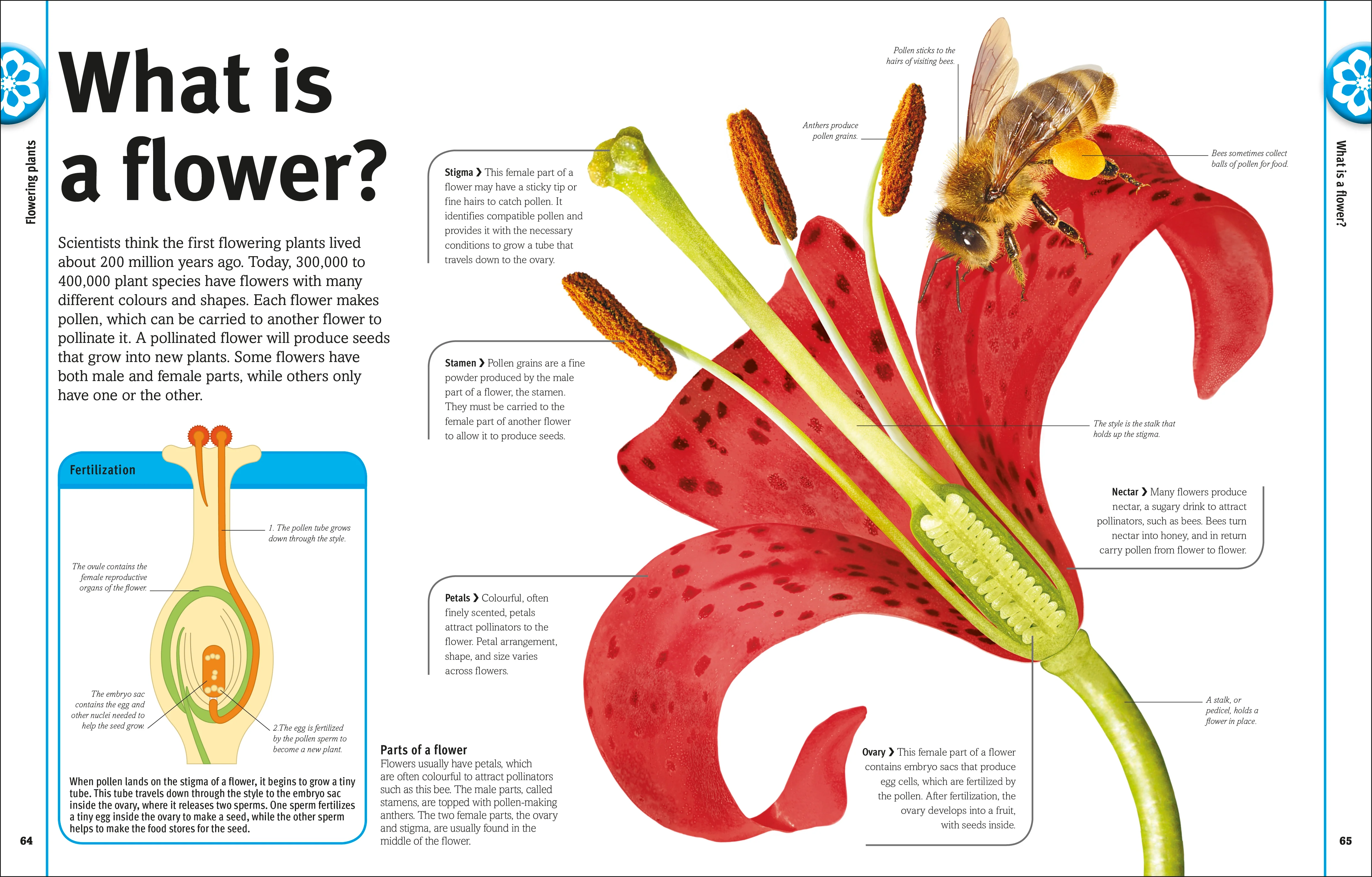 Our World in Pictures: Trees, Leaves, Flowers & Seeds - Image 4