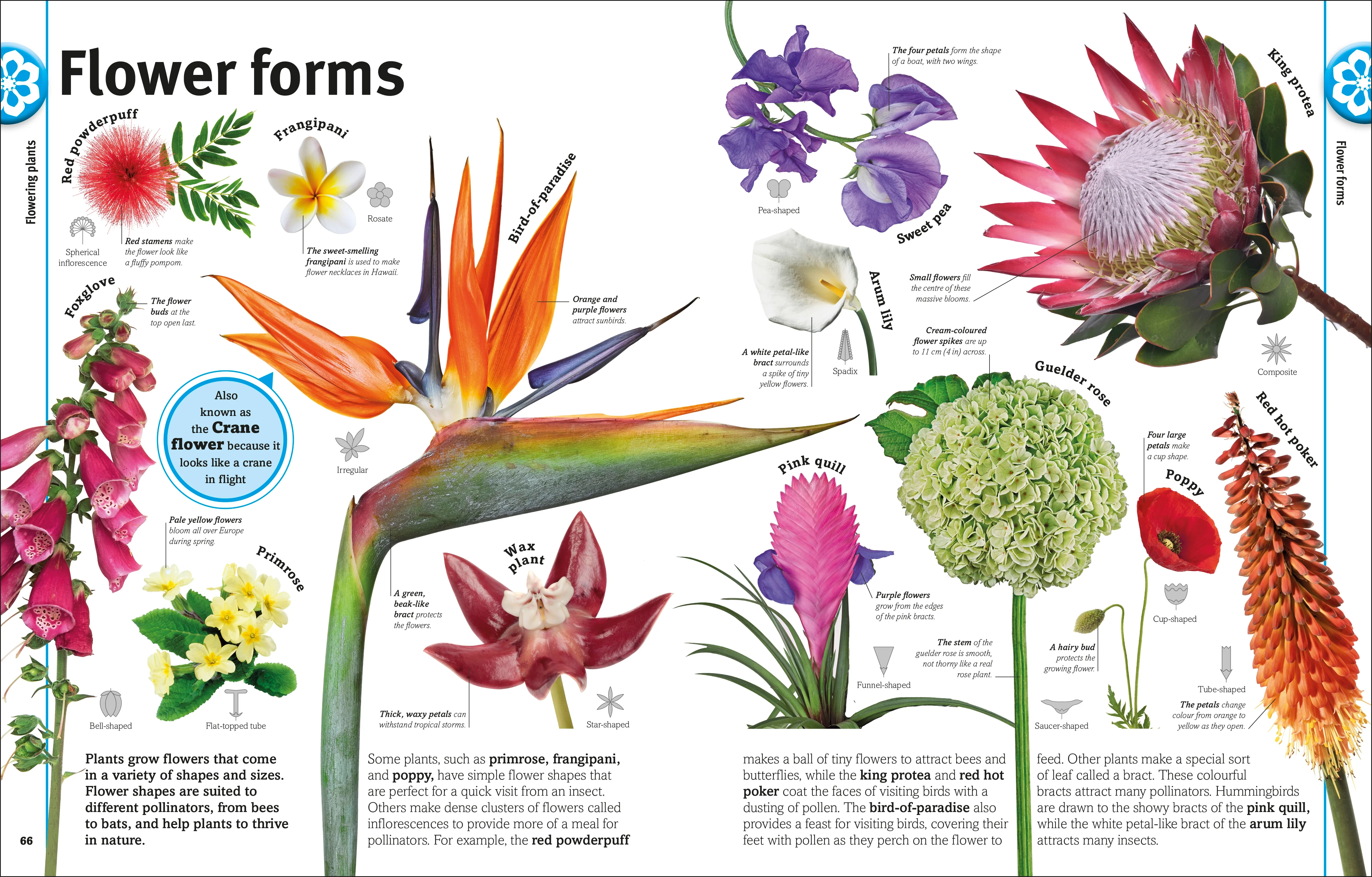 Our World in Pictures: Trees, Leaves, Flowers & Seeds - Image 5