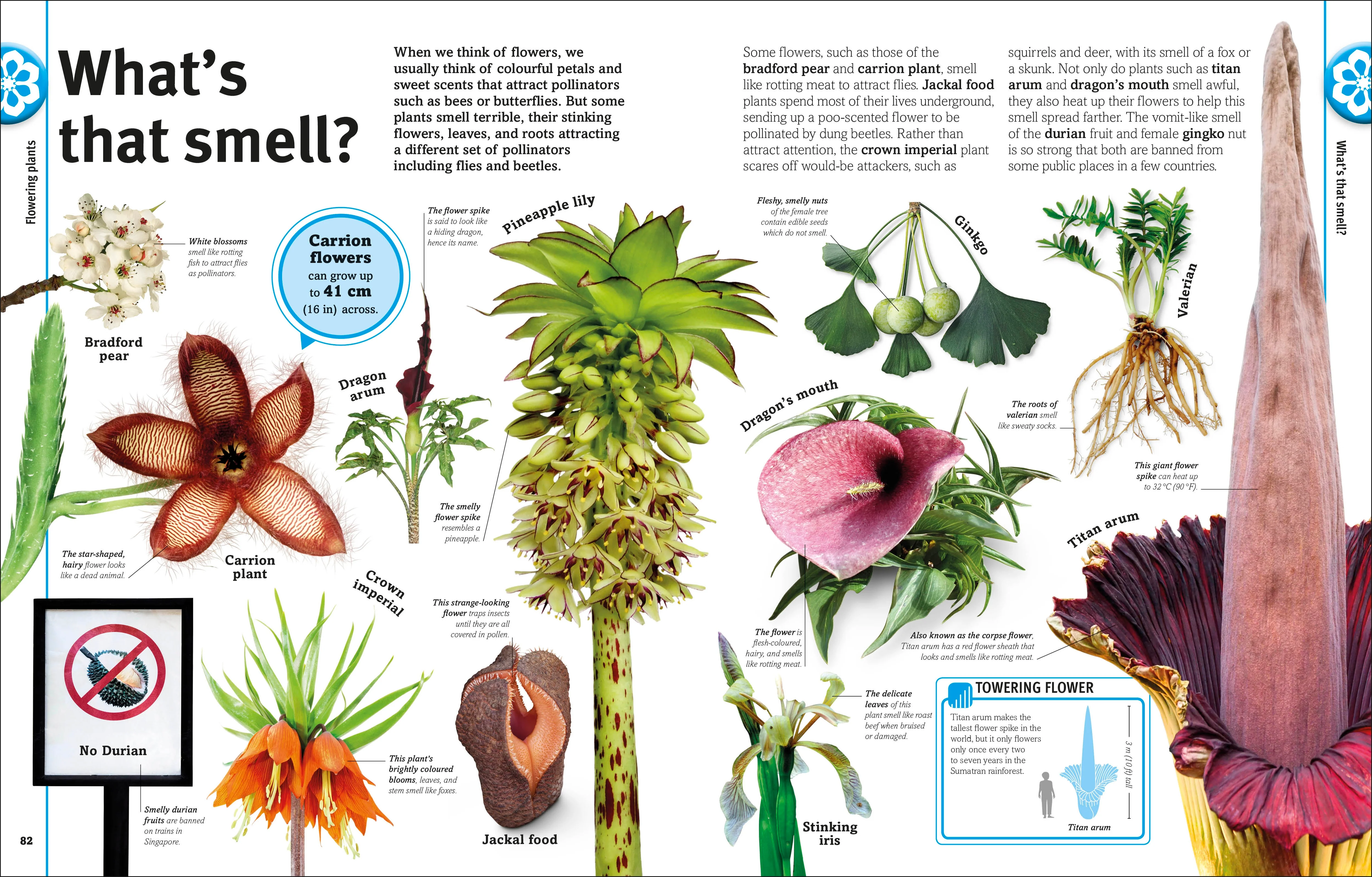Our World in Pictures: Trees, Leaves, Flowers & Seeds - Image 6