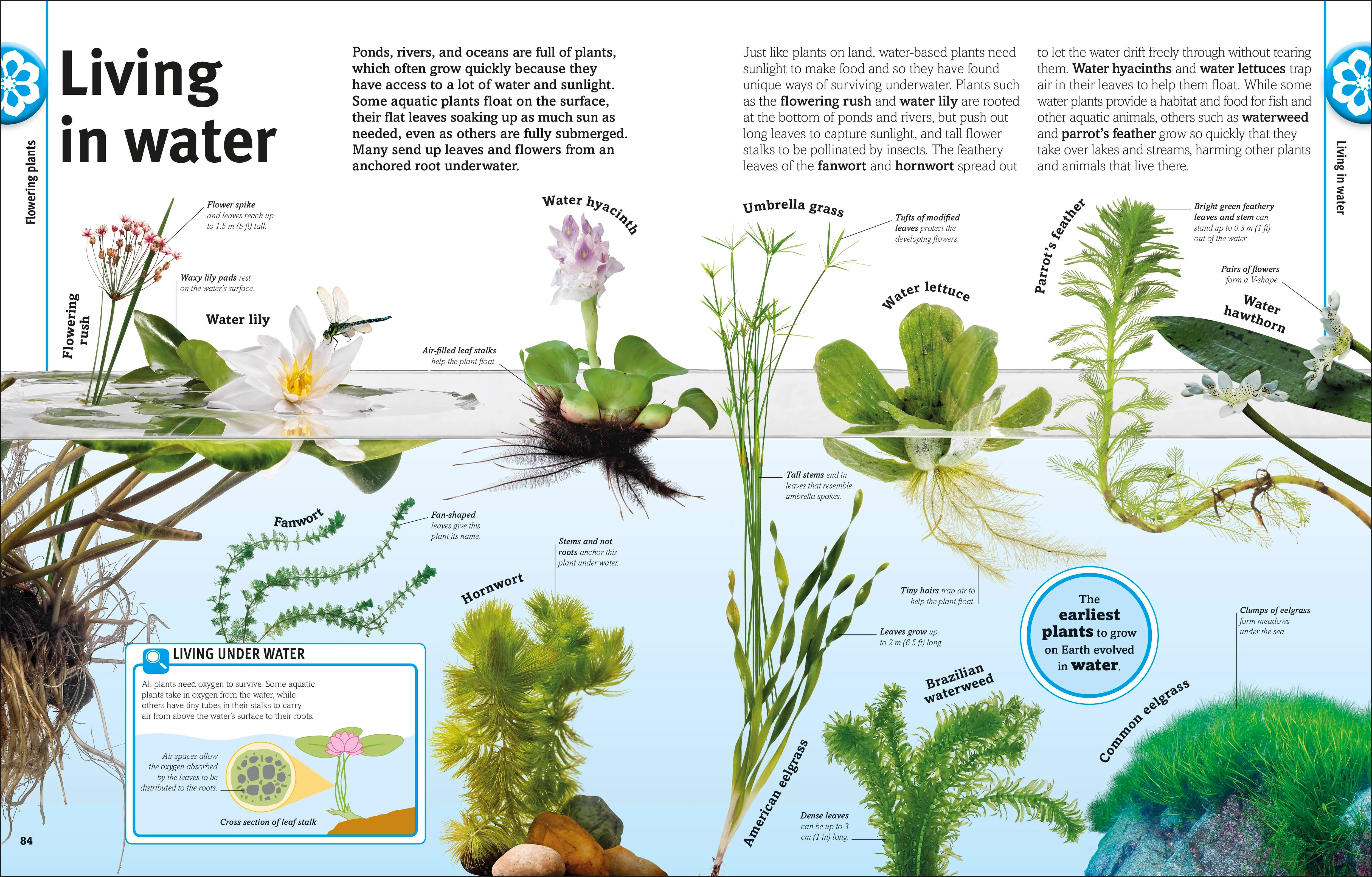 Our World in Pictures: Trees, Leaves, Flowers & Seeds - Image 7