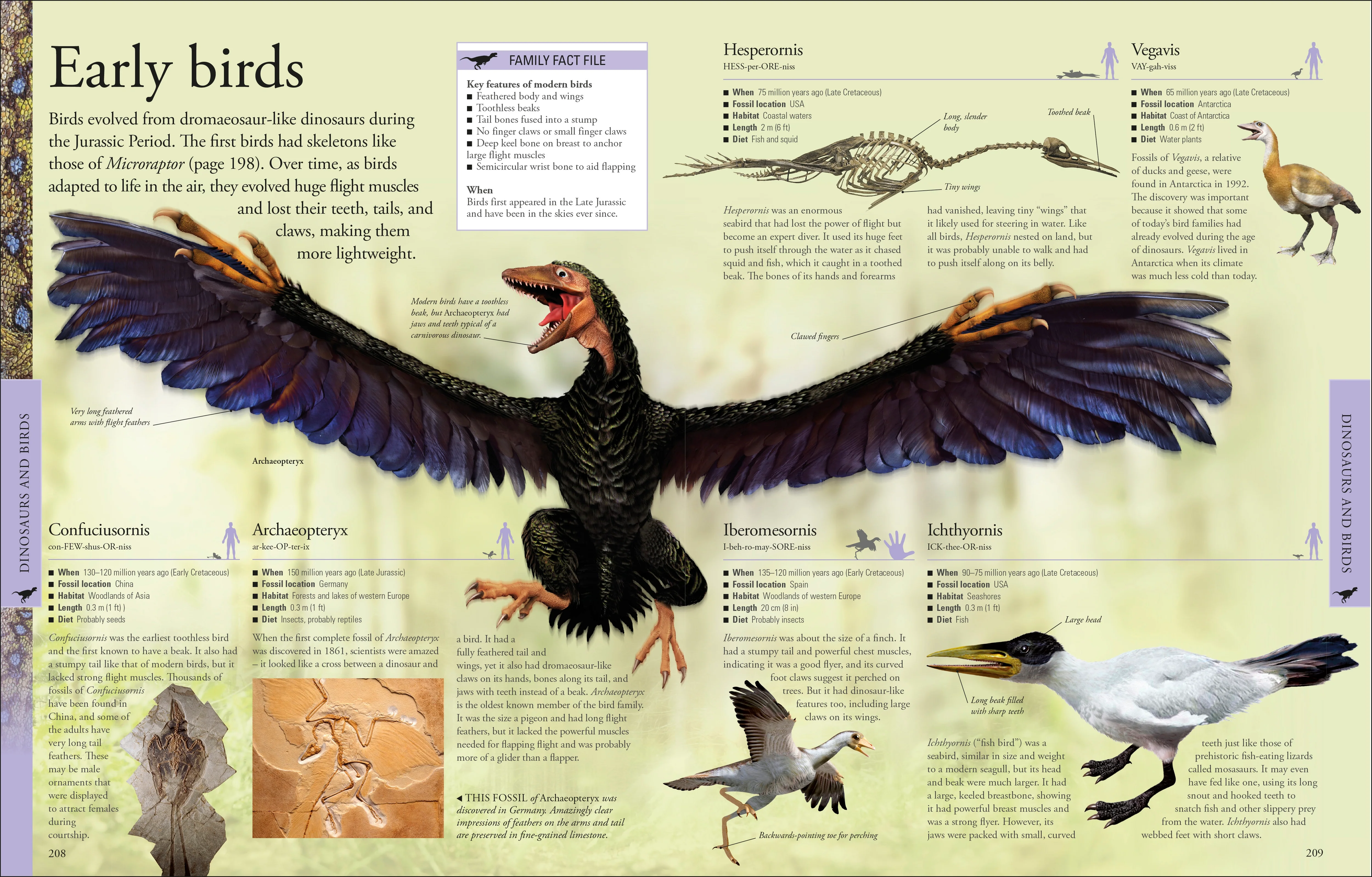 Dinosaurs A Children's Encyclopedia - Image 4