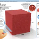 It Can't Be True! Human Body! - Image 5