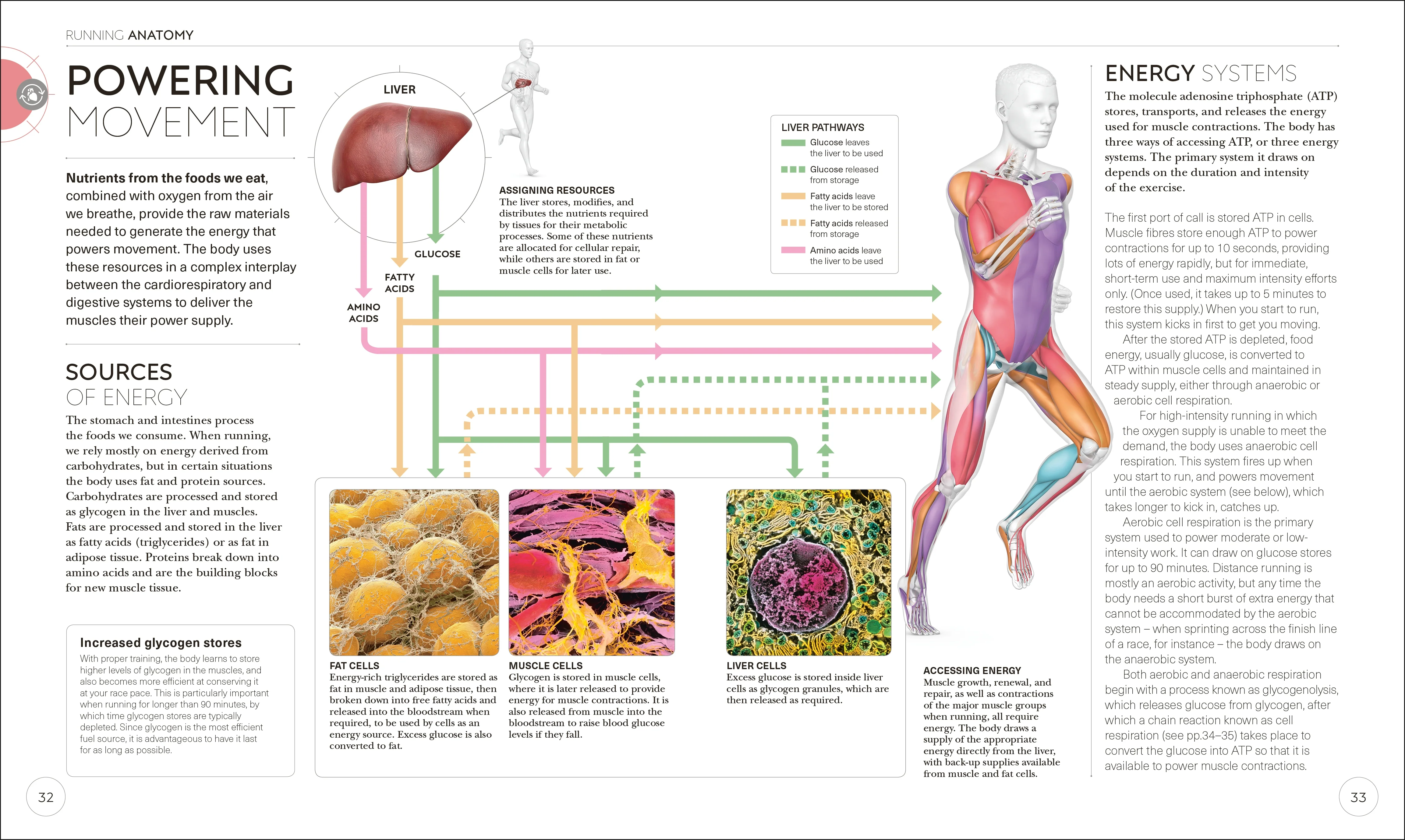Science of Running - Image 2