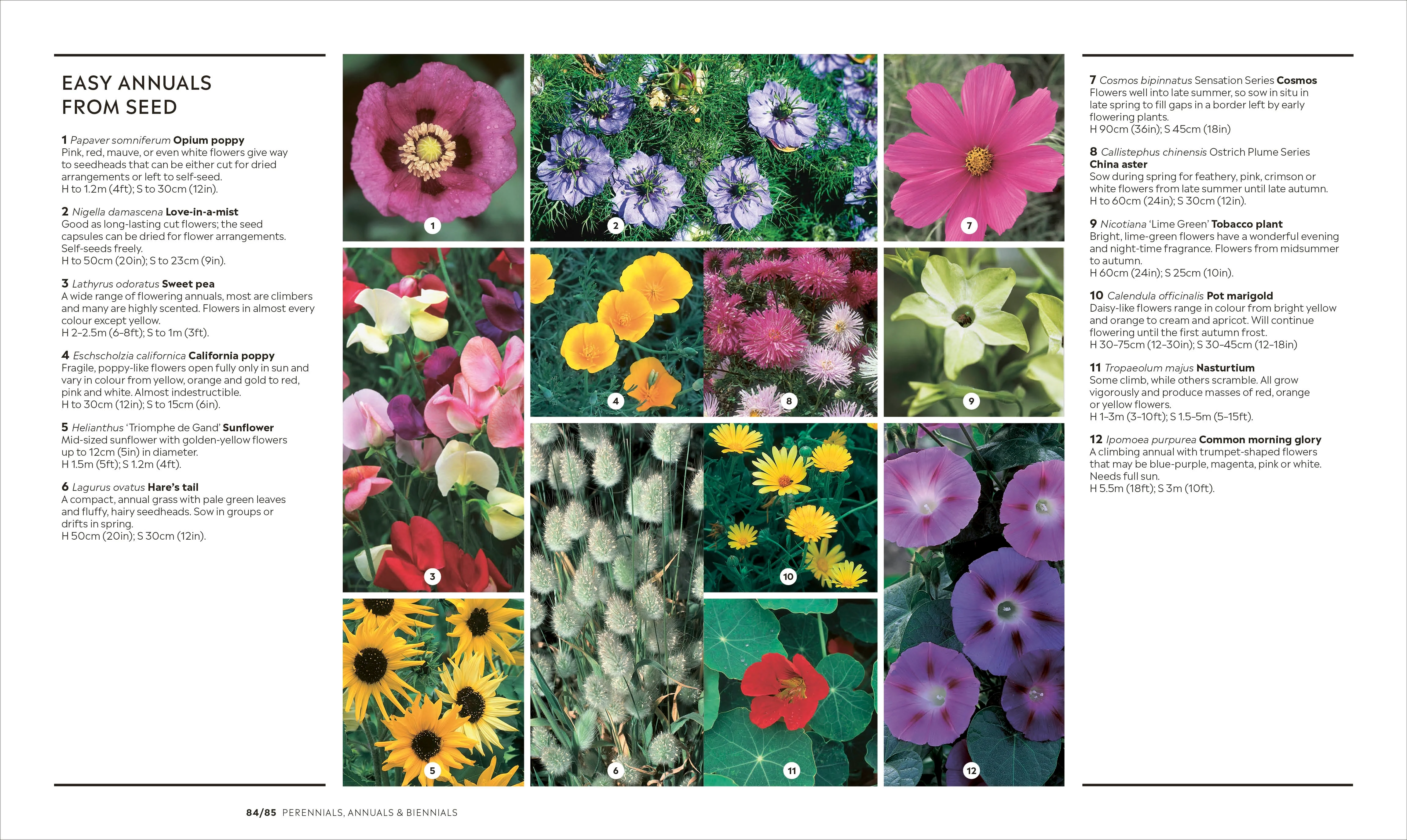RHS How to Garden New Edition - Image 5