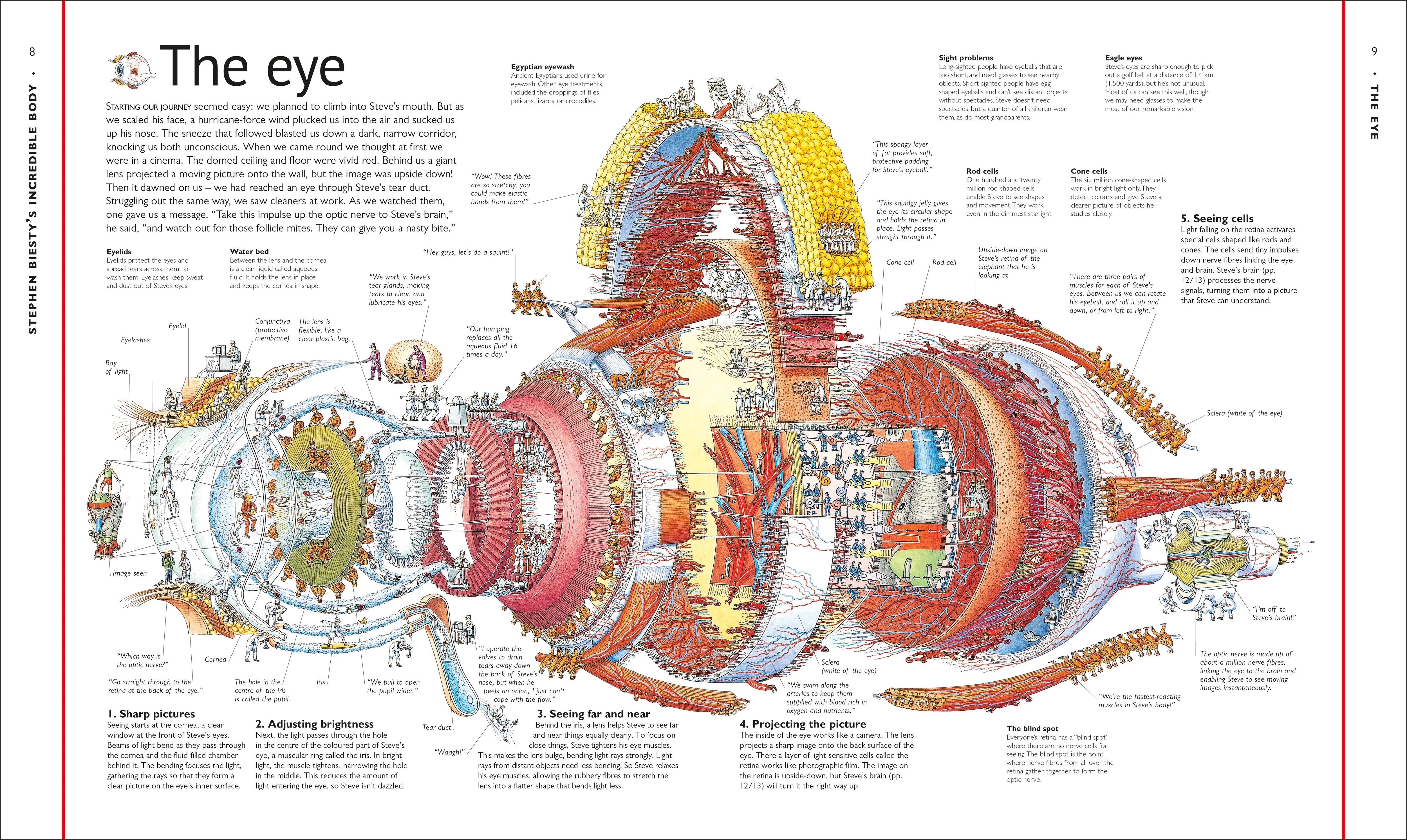 Stephen Biesty's Incredible Body Cross-Sections - Image 2