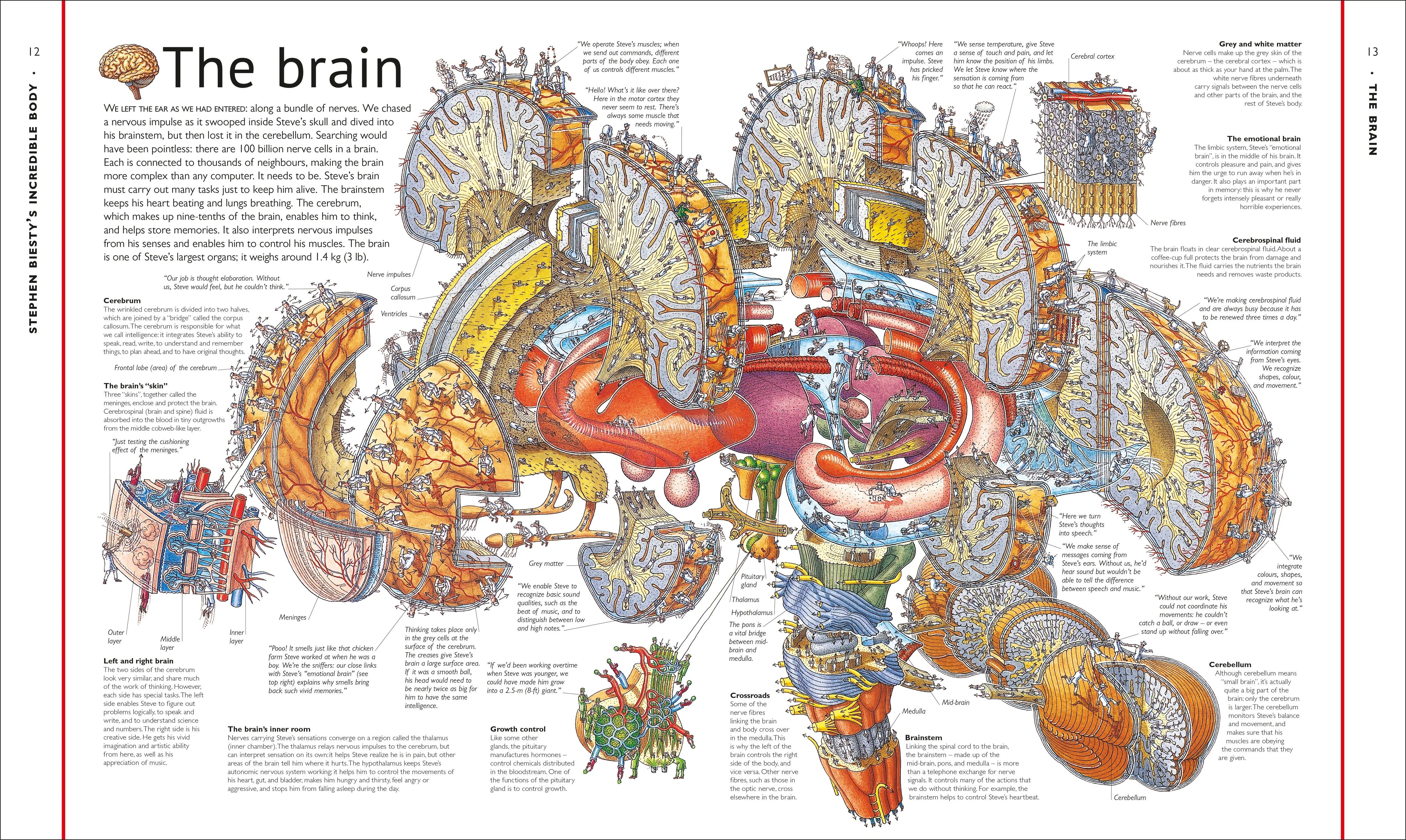 Stephen Biesty's Incredible Body Cross-Sections - Image 3