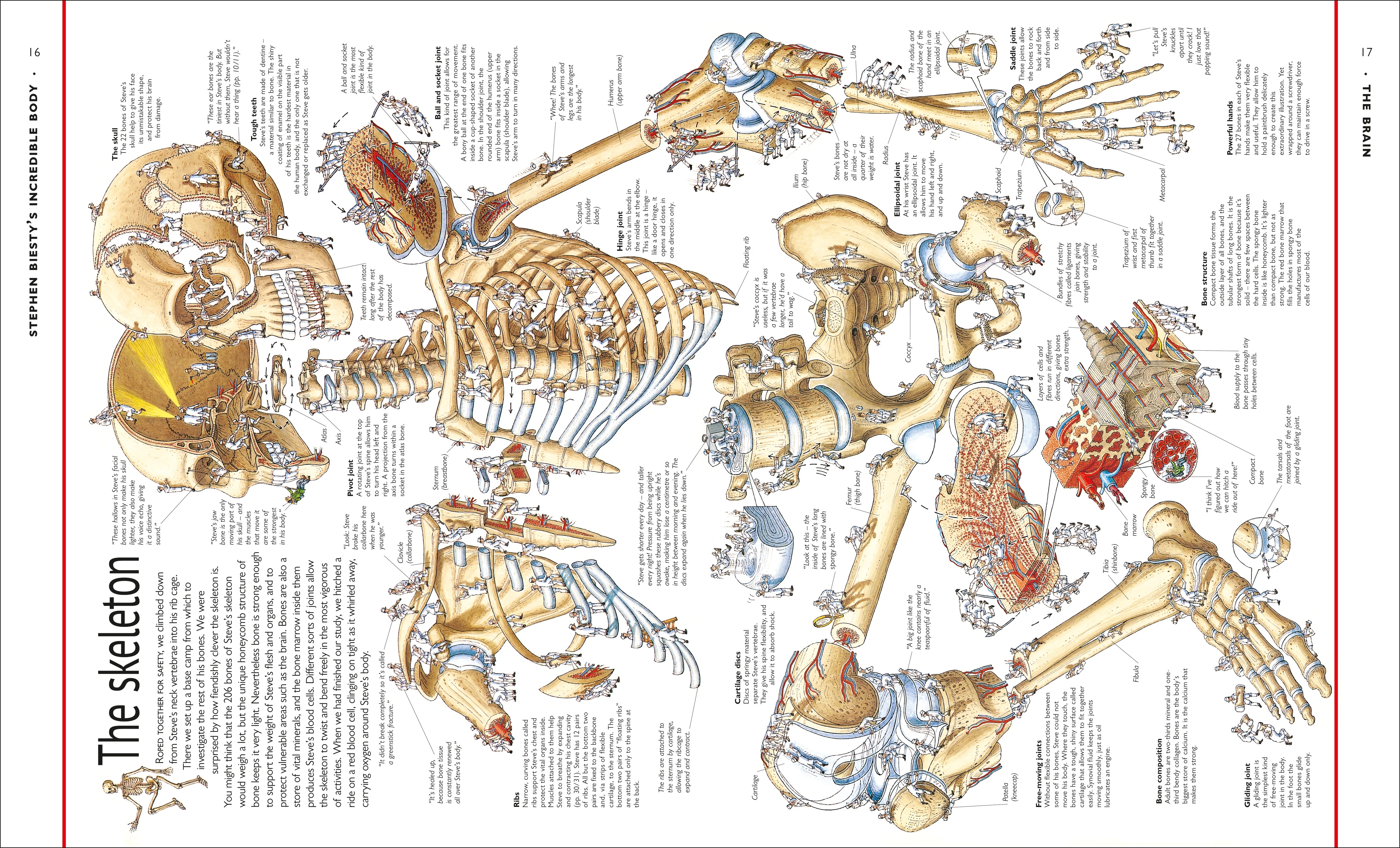 Stephen Biesty's Incredible Body Cross-Sections - Image 4