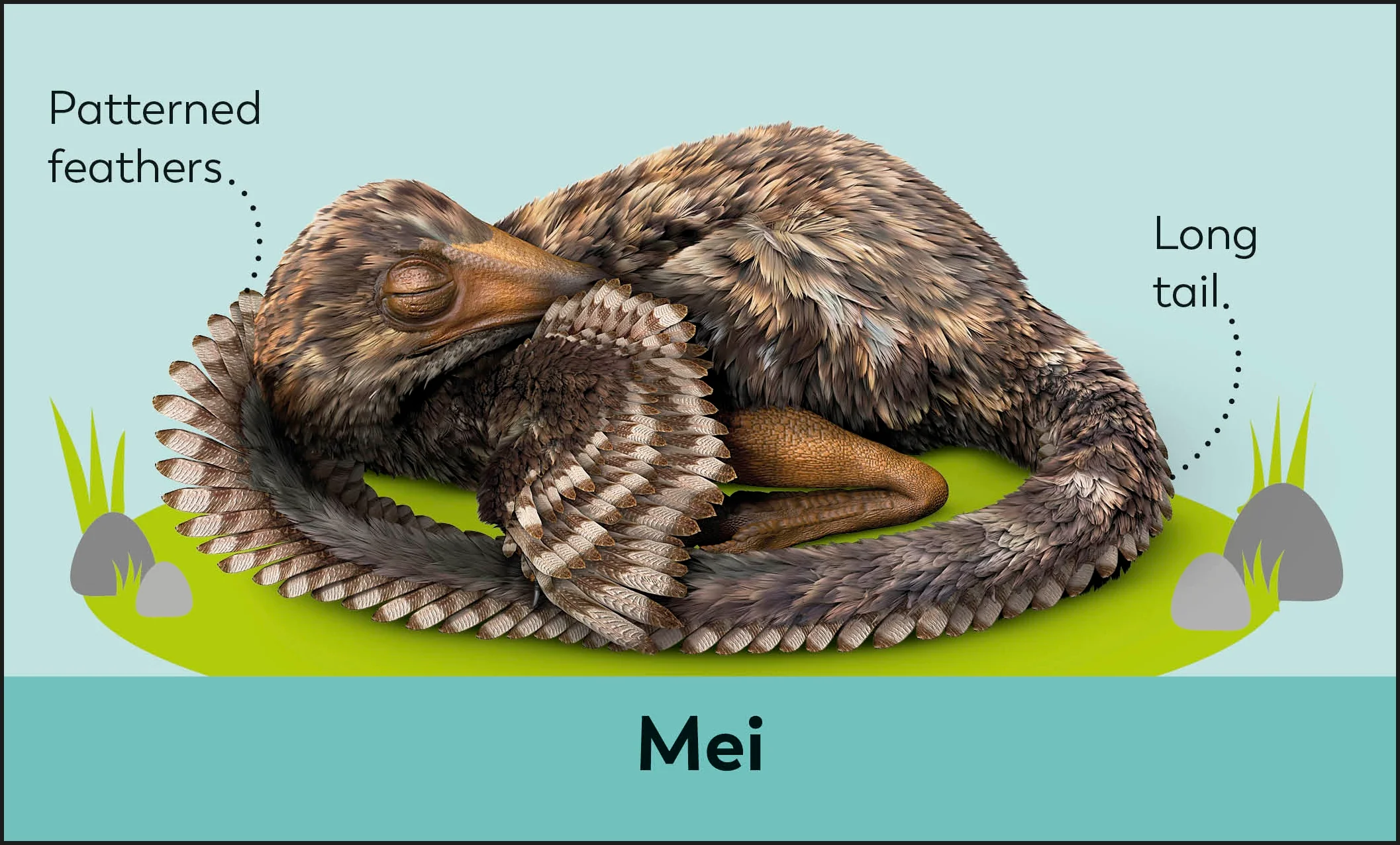My First Dinosaur Flash Cards - Image 6