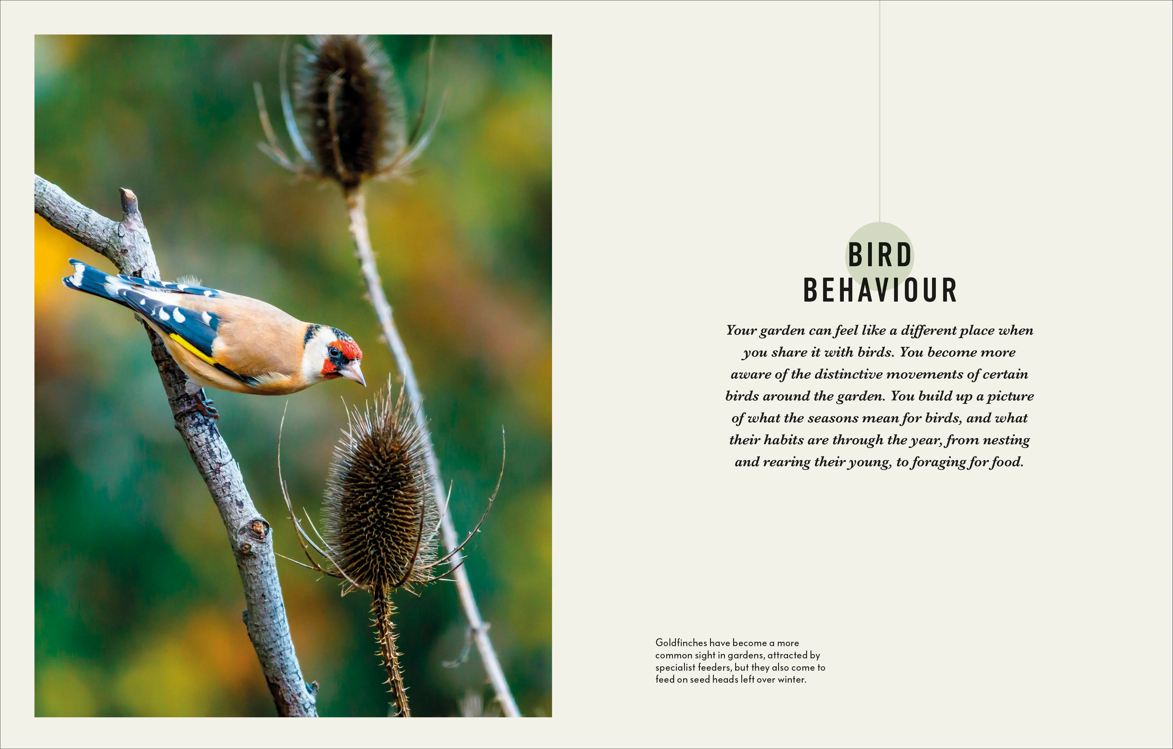 How to Attract Birds to Your Garden - Image 2