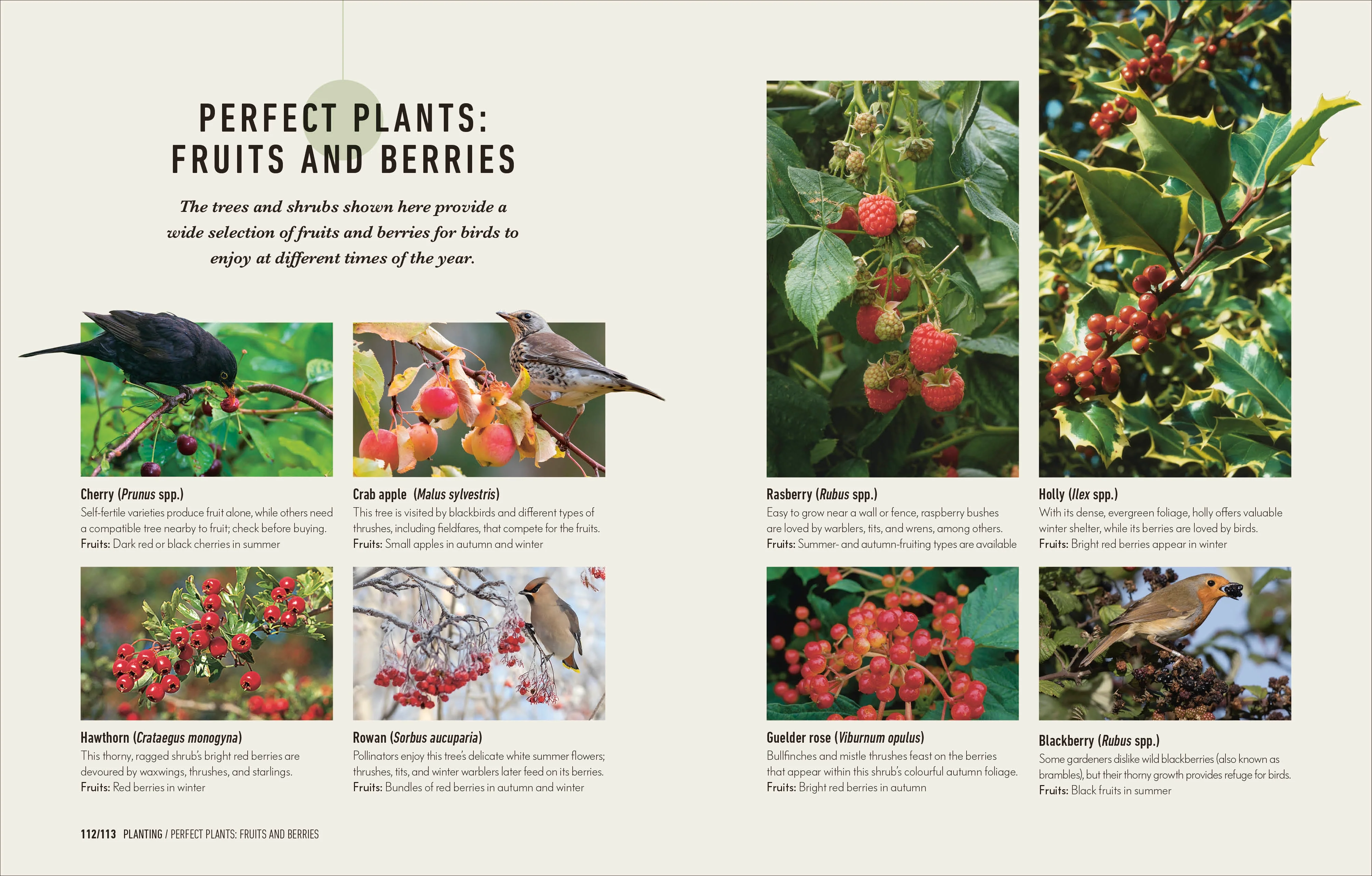 How to Attract Birds to Your Garden - Image 4
