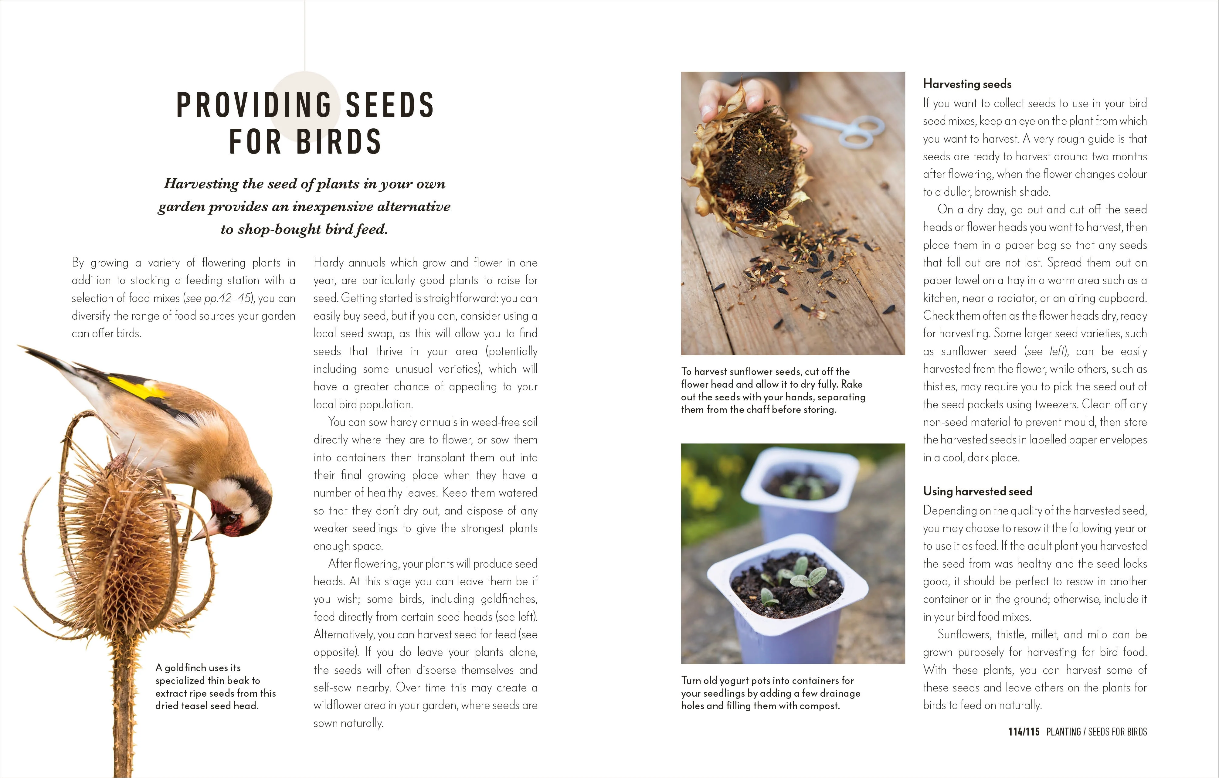 How to Attract Birds to Your Garden - Image 5