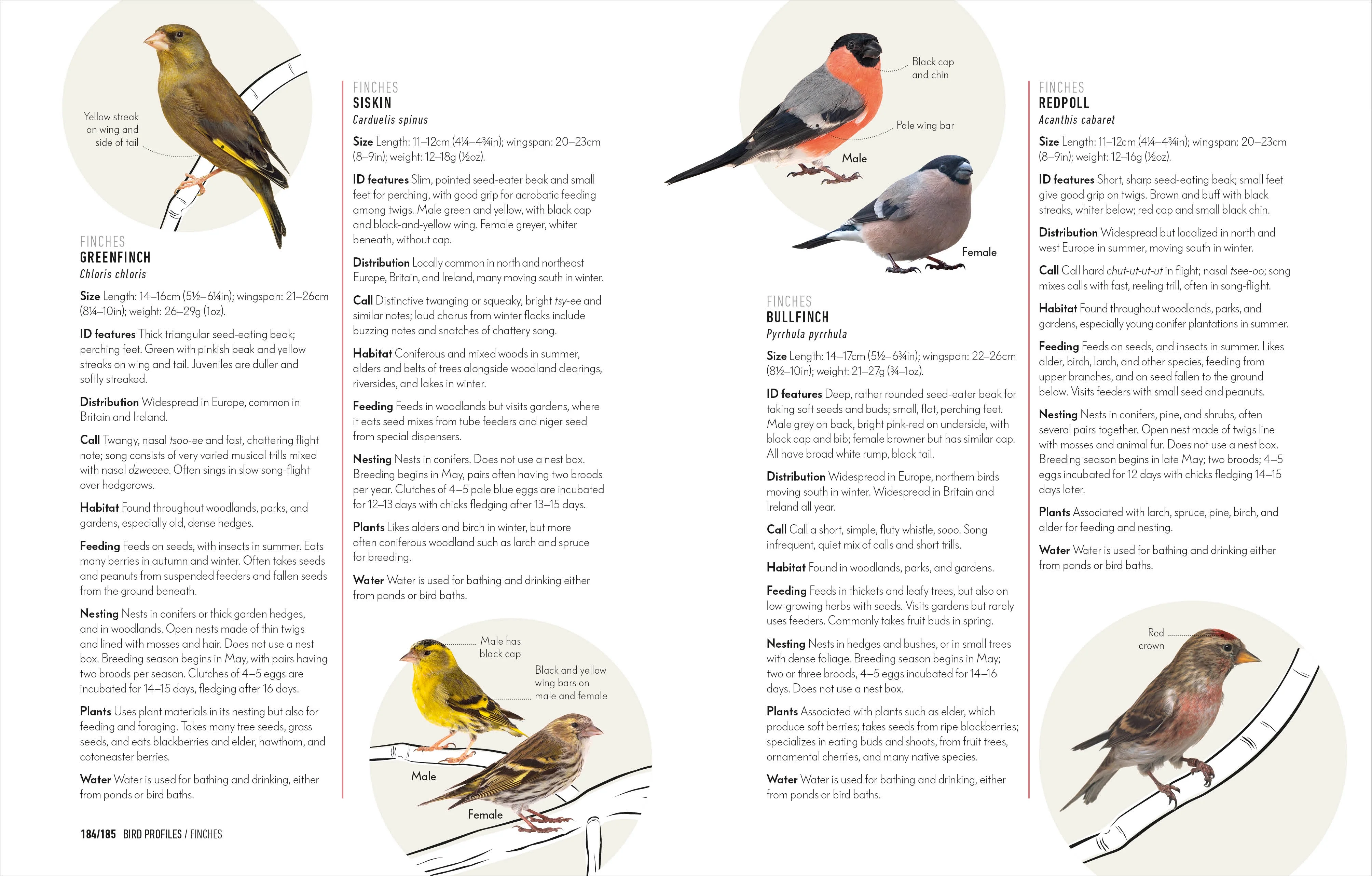 How to Attract Birds to Your Garden - Image 7