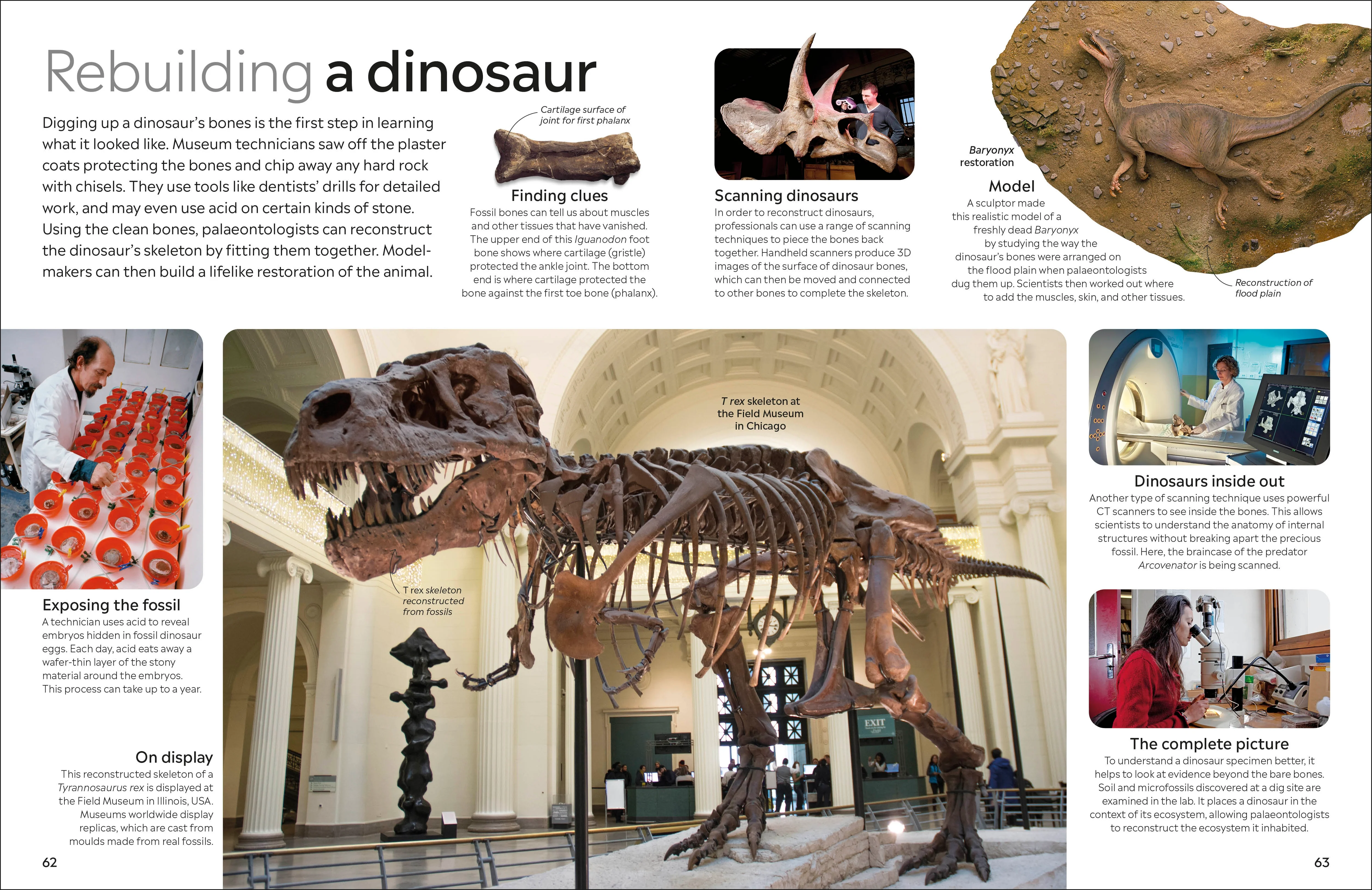 Dinosaur - Image 4