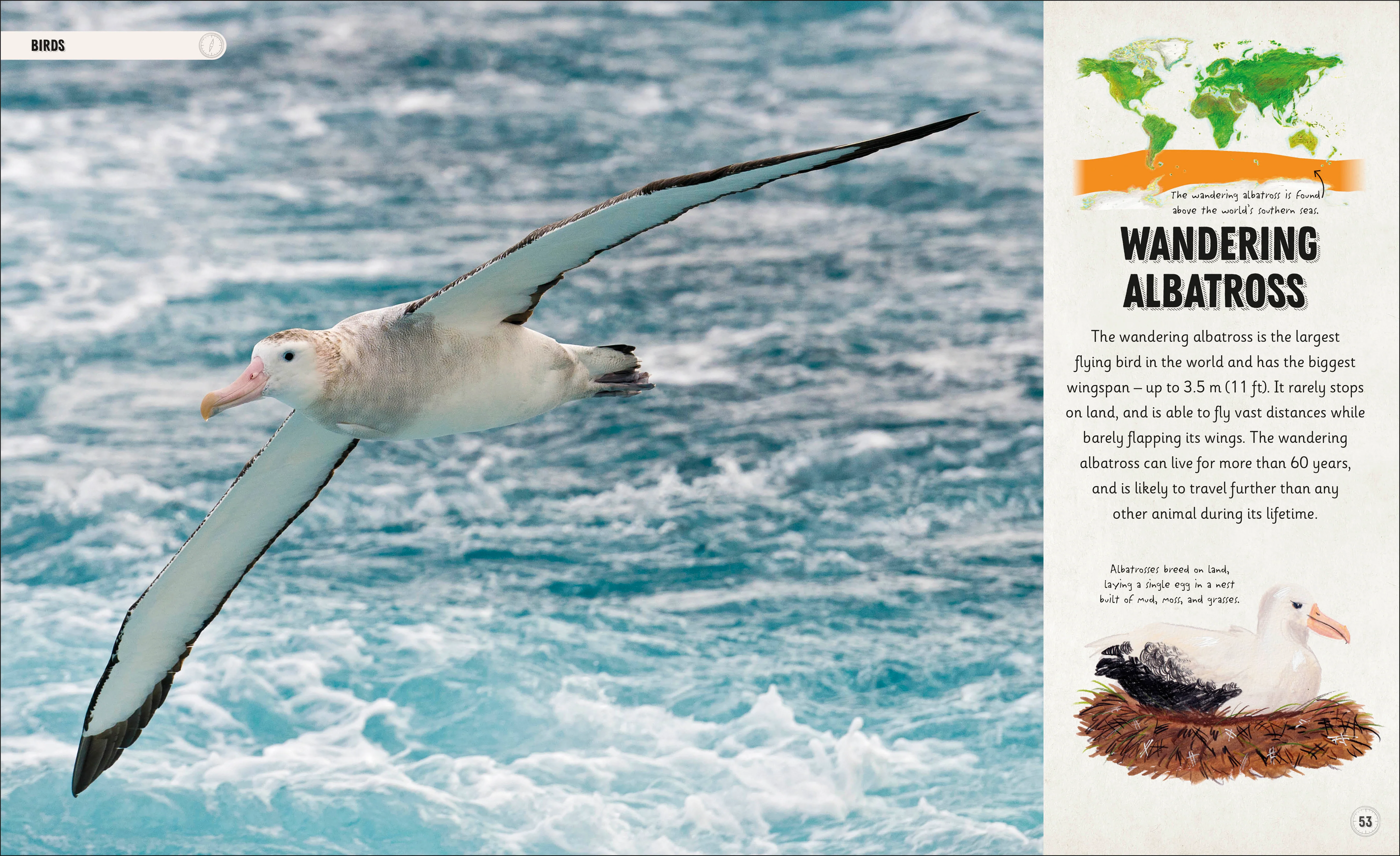Amazing Animal Journeys - Image 3