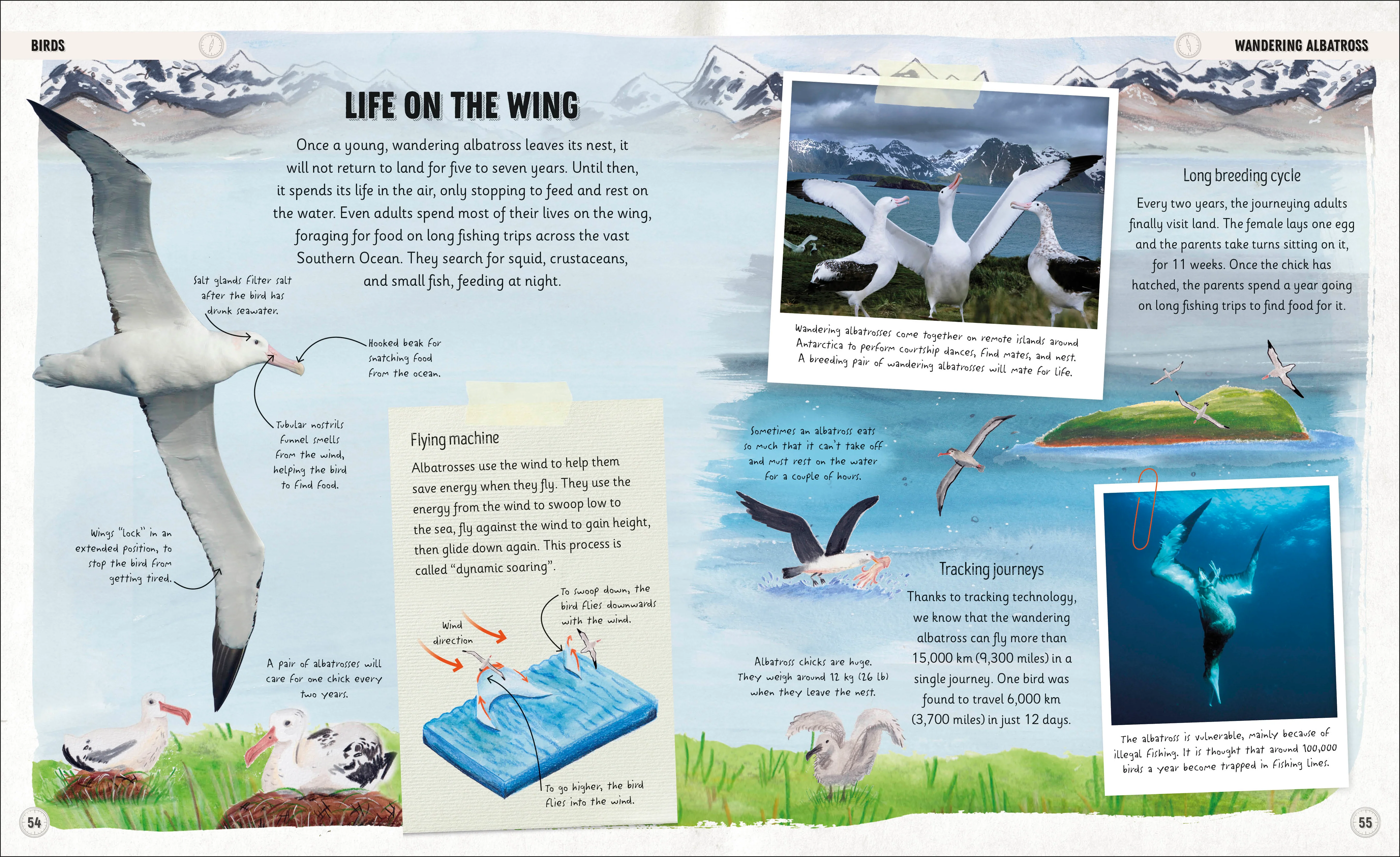 Amazing Animal Journeys - Image 4