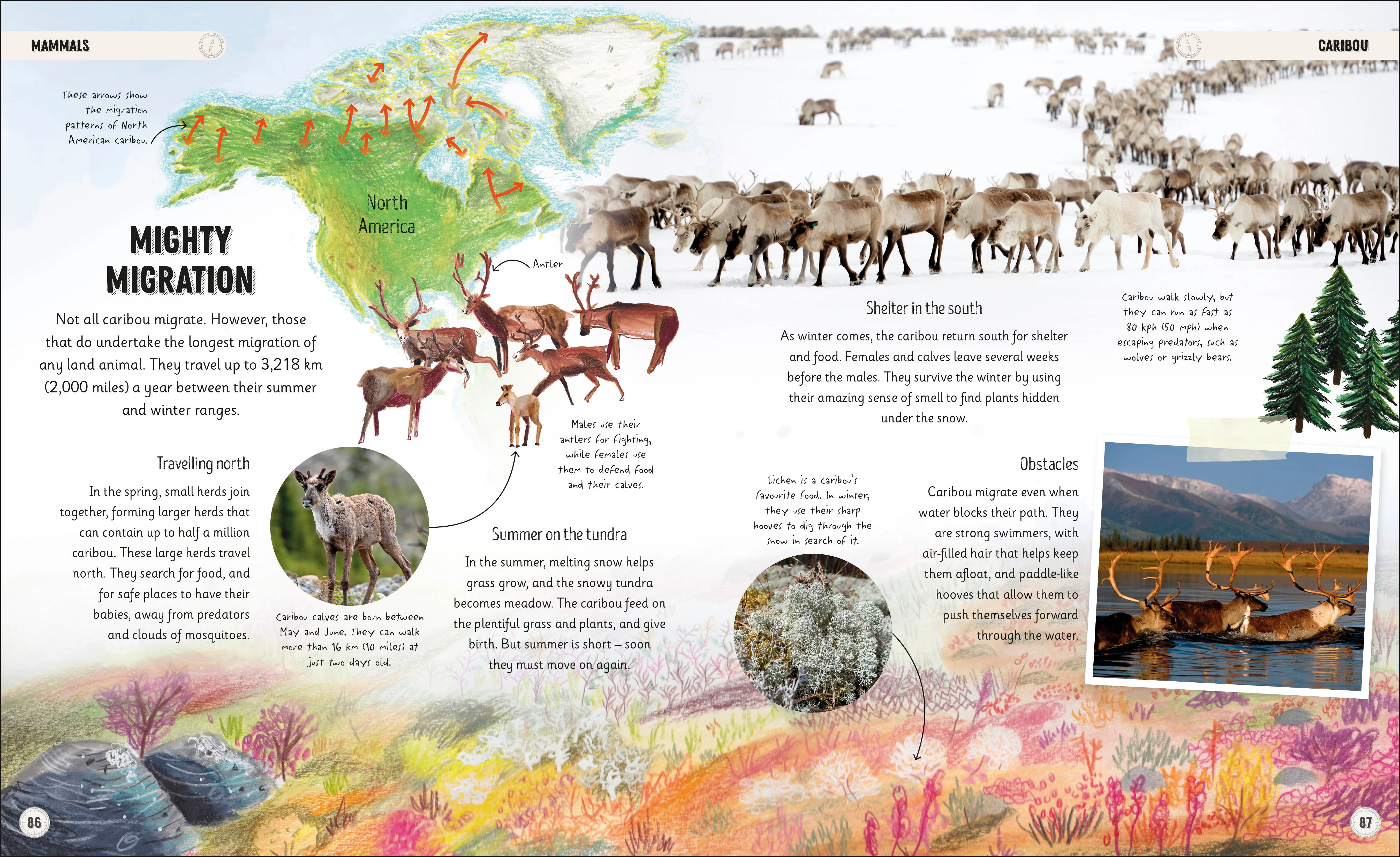 Amazing Animal Journeys - Image 6