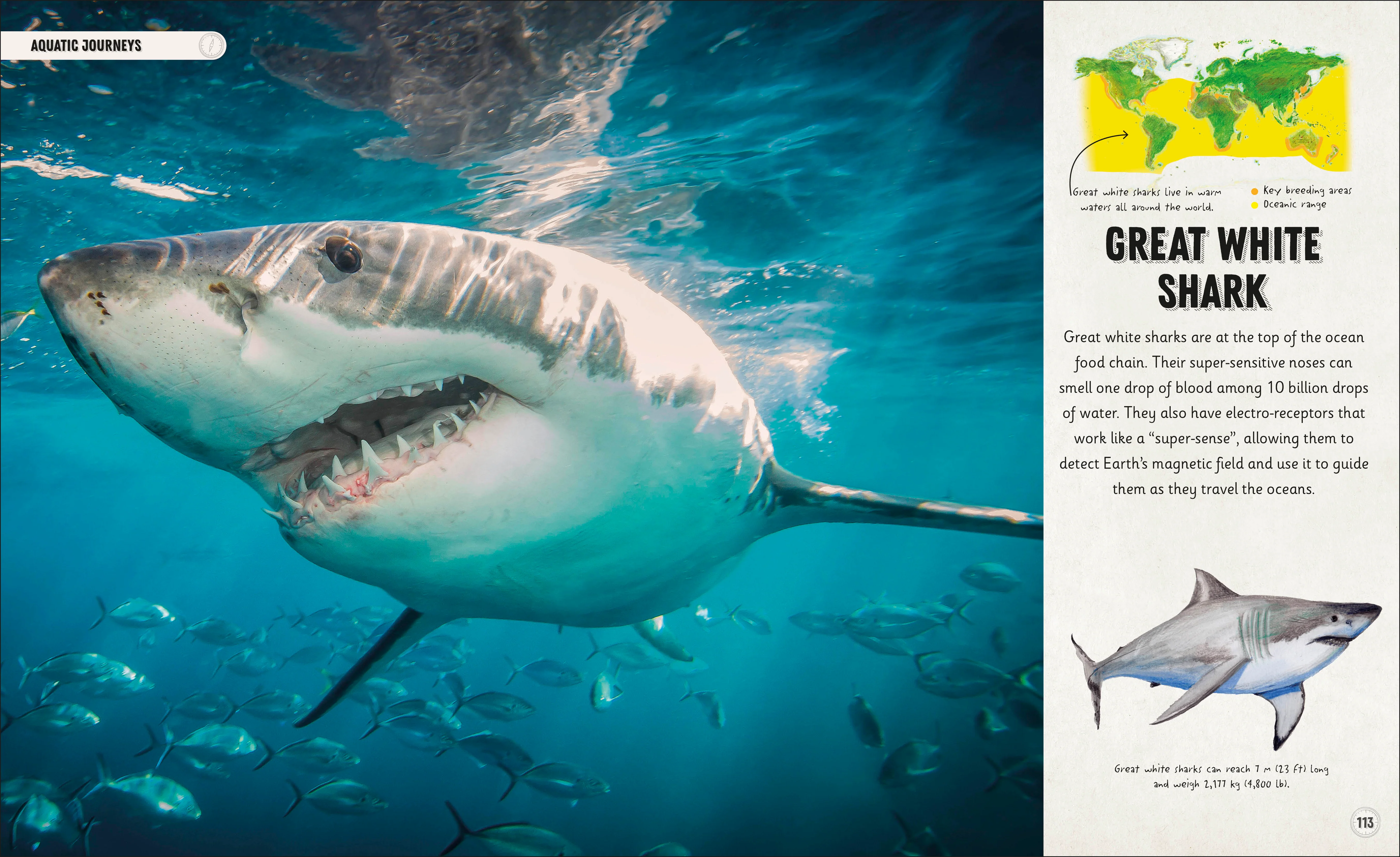 Amazing Animal Journeys - Image 7