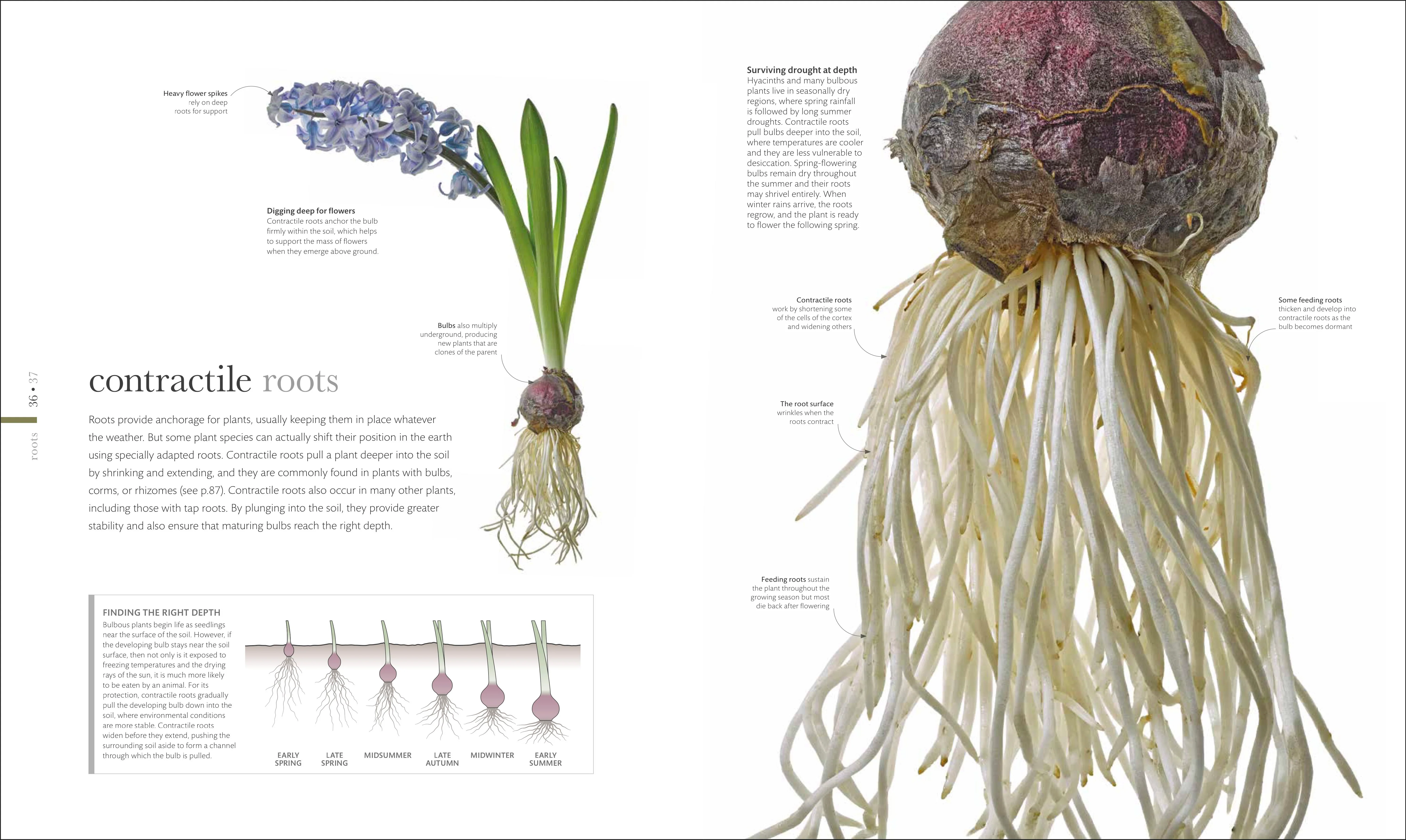 The Science of Plants - Image 2