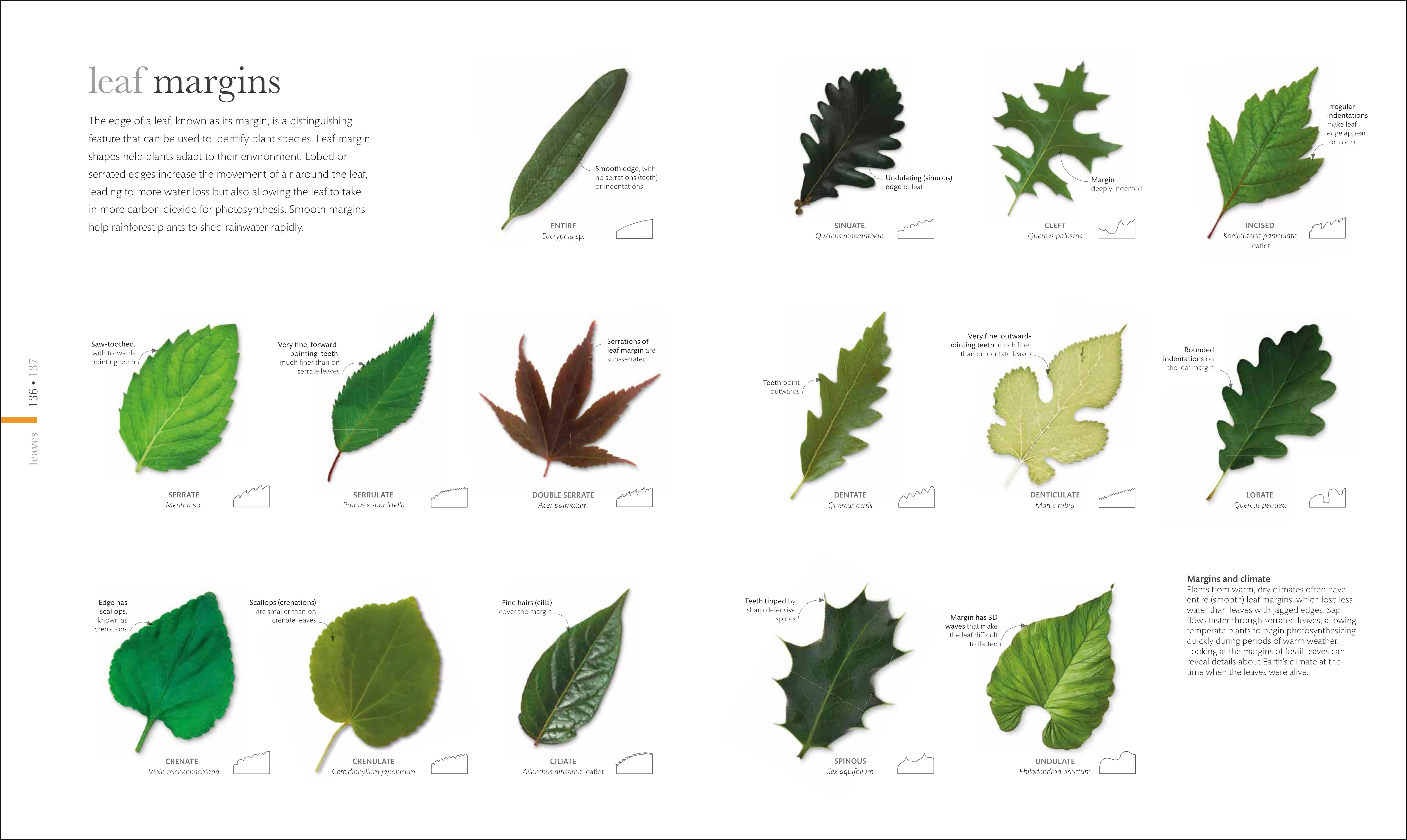 The Science of Plants - Image 4
