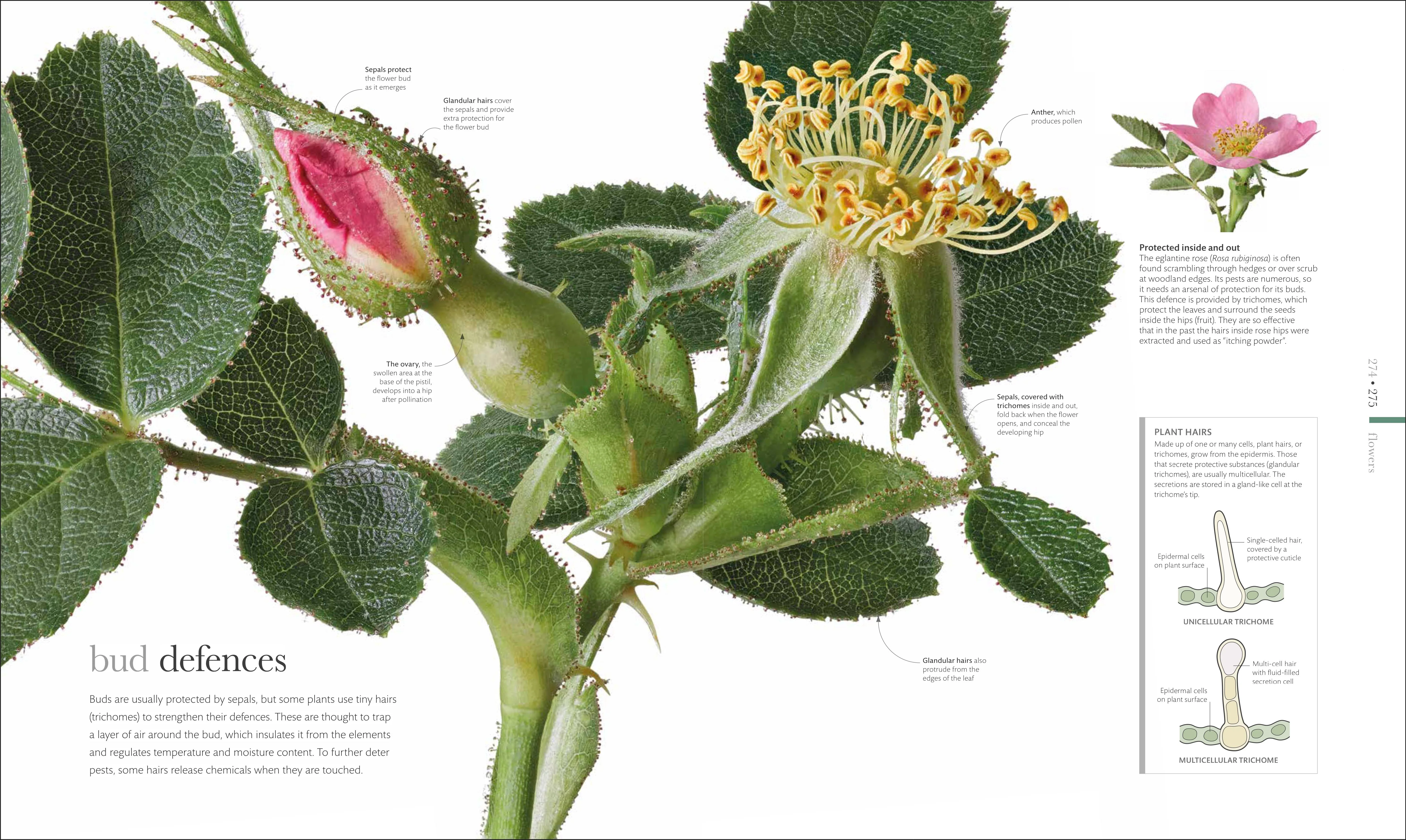 The Science of Plants - Image 9