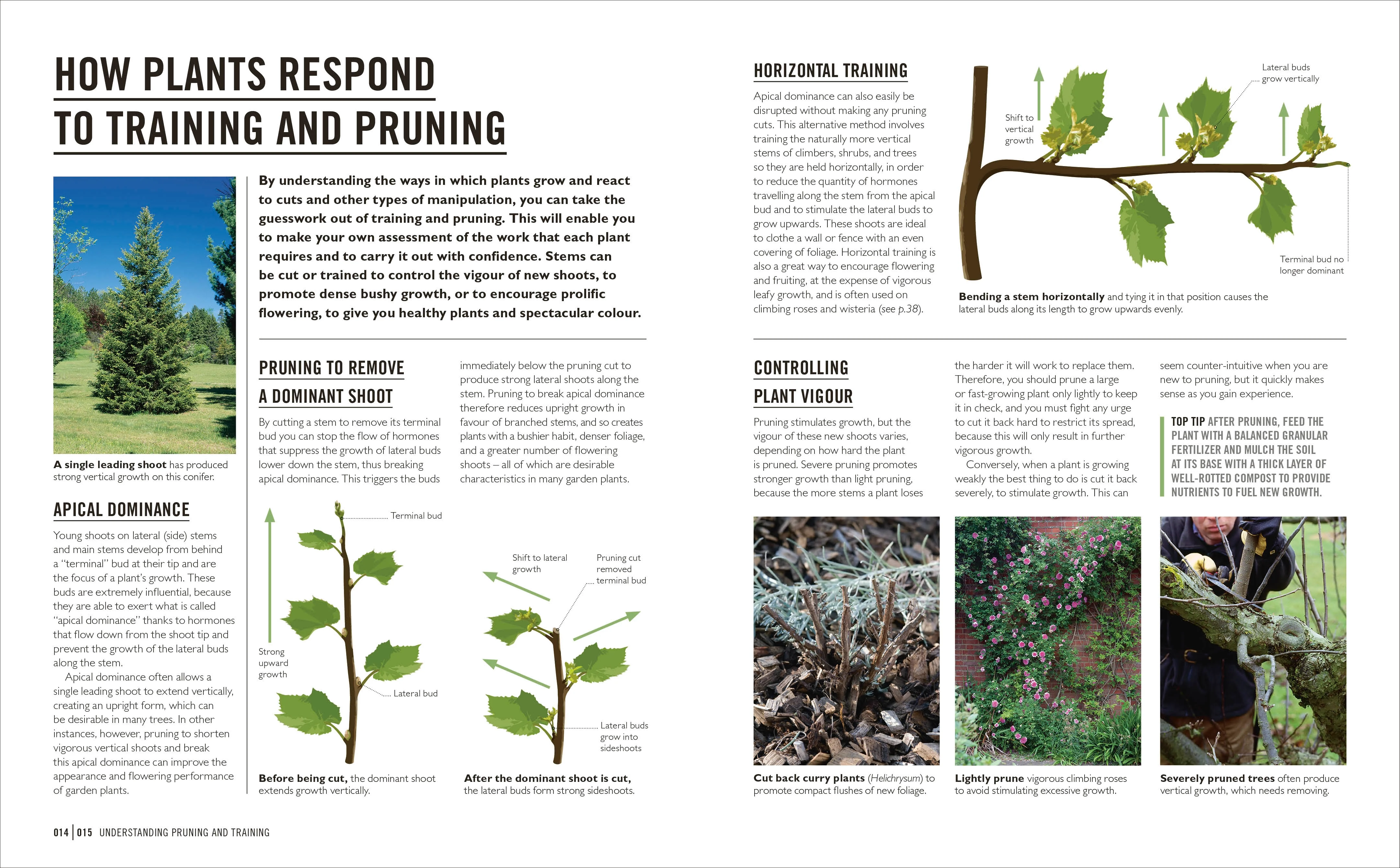 Grow Pruning & Training - Image 2