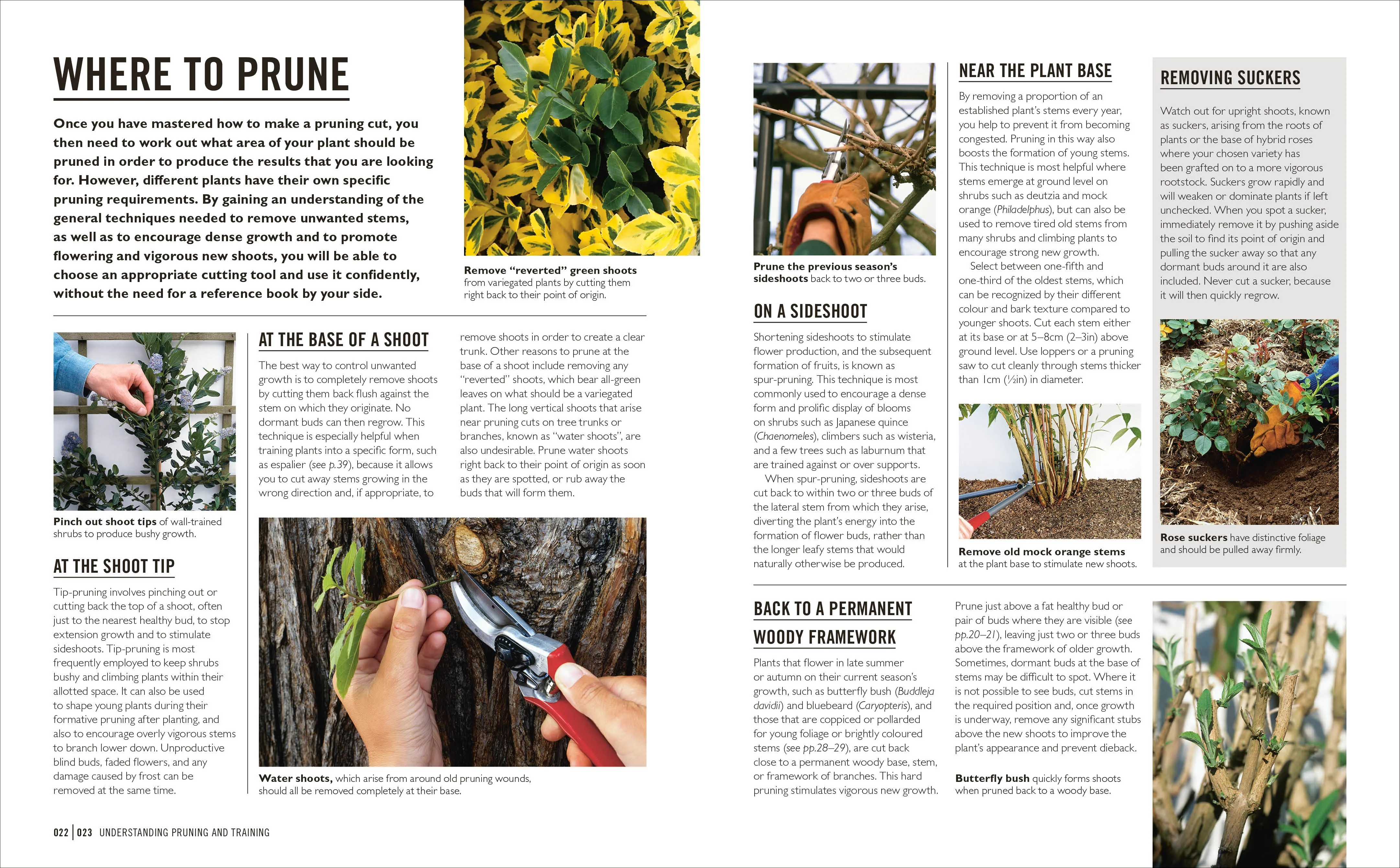 Grow Pruning & Training - Image 3