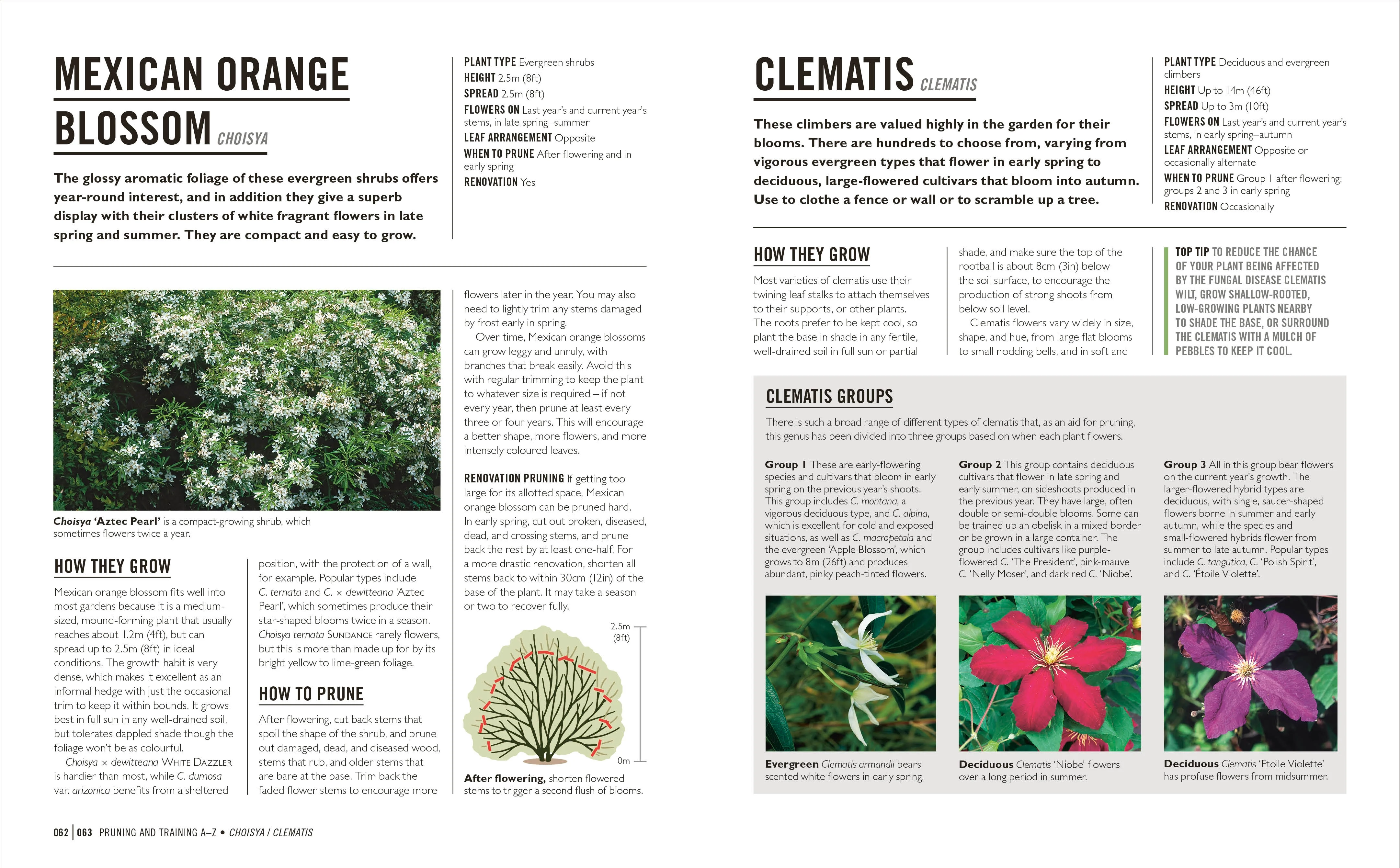 Grow Pruning & Training - Image 5