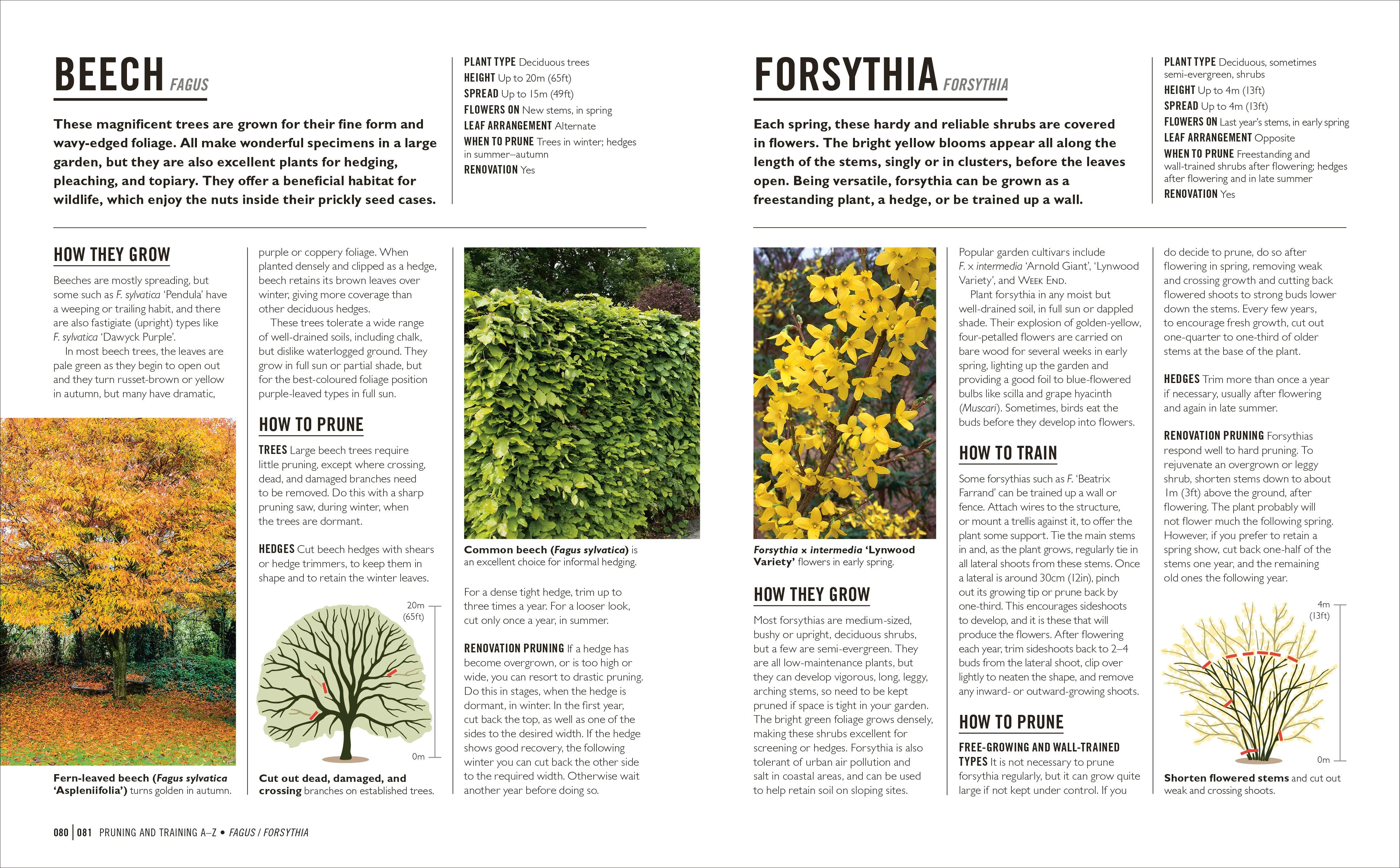 Grow Pruning & Training - Image 6